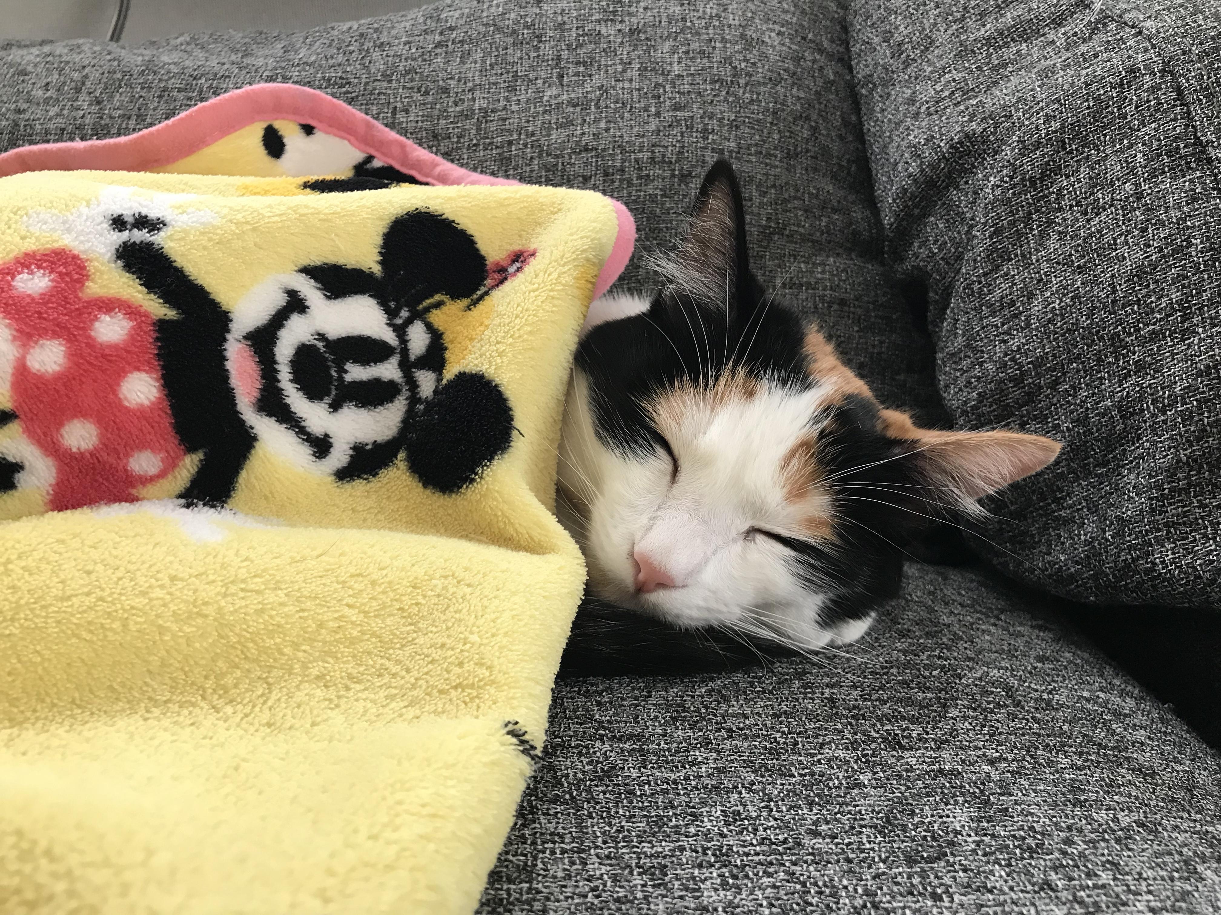 わんにゃんサイトの猫の写真