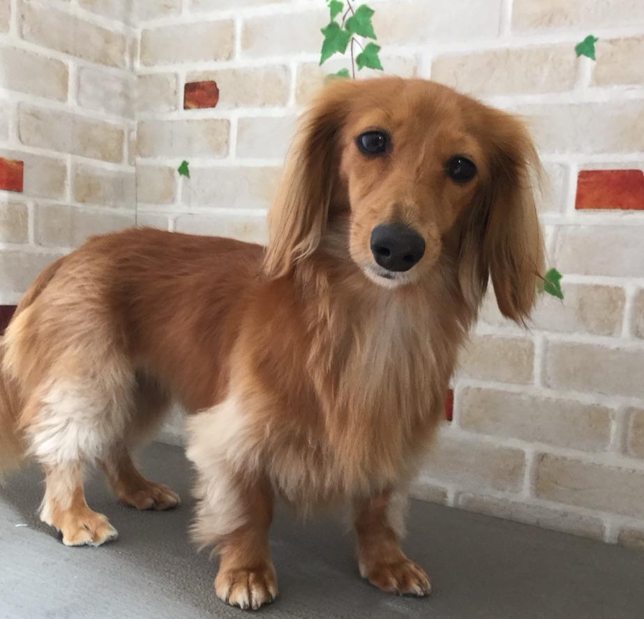 わんにゃんサイトの犬の写真