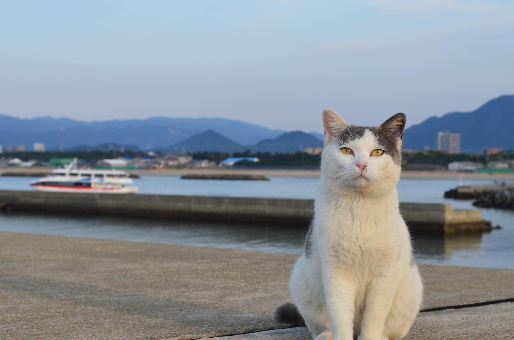 わんにゃんサイトの猫の写真