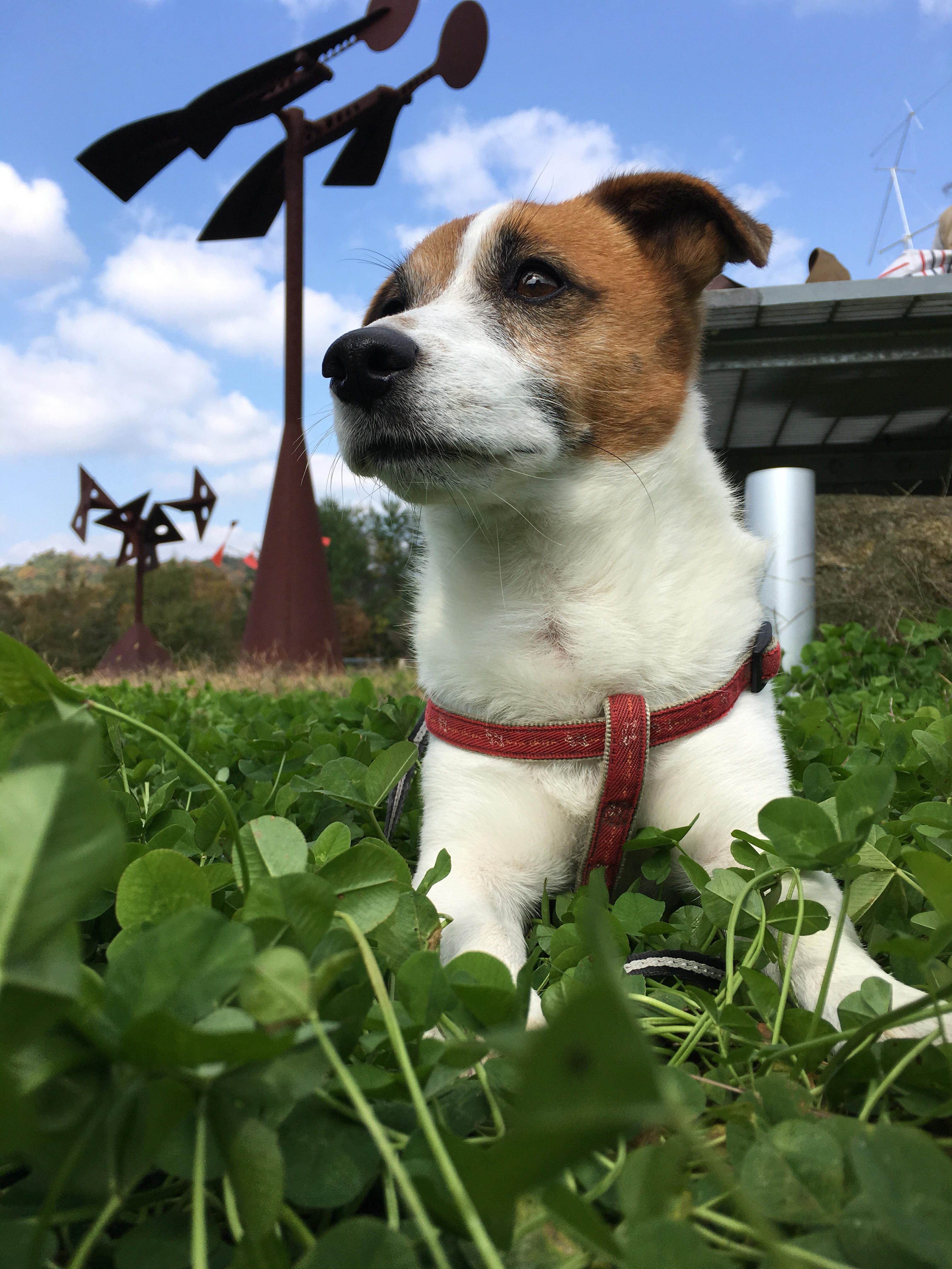 わんにゃんサイトの犬の写真