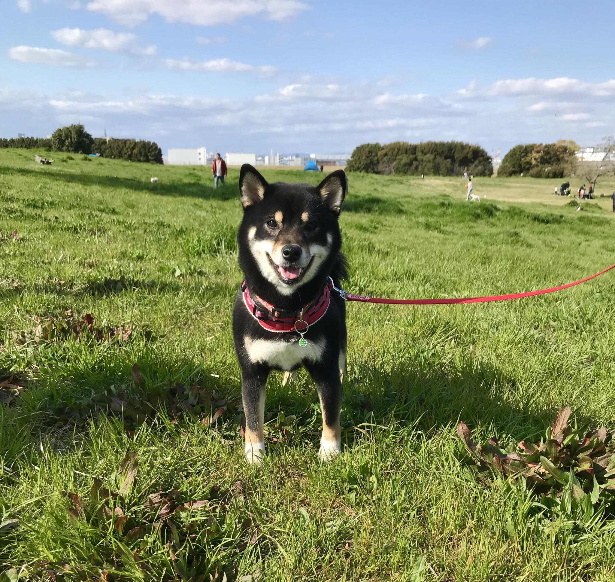 わんにゃんサイトの犬の写真