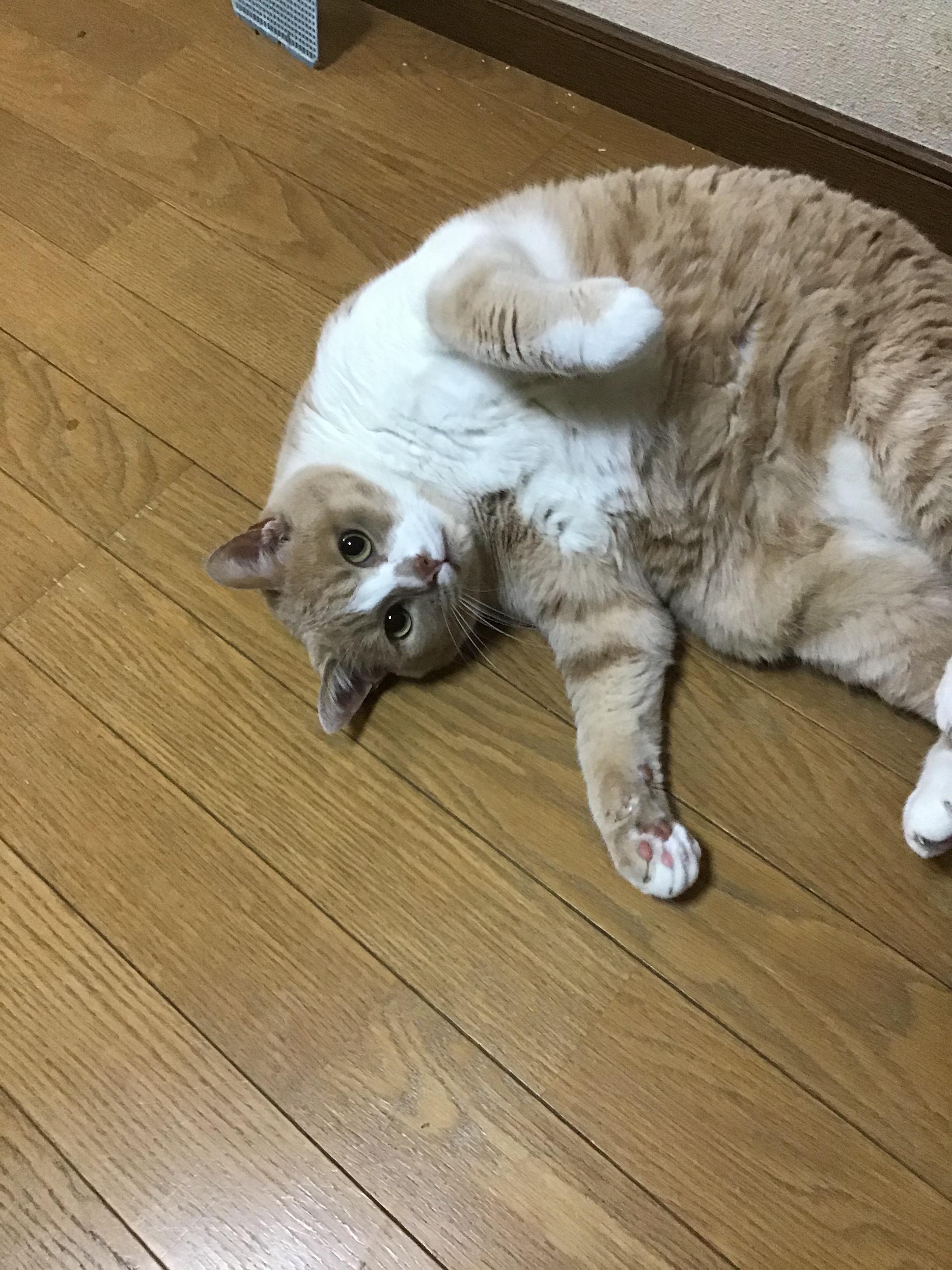 わんにゃんサイトの猫の写真