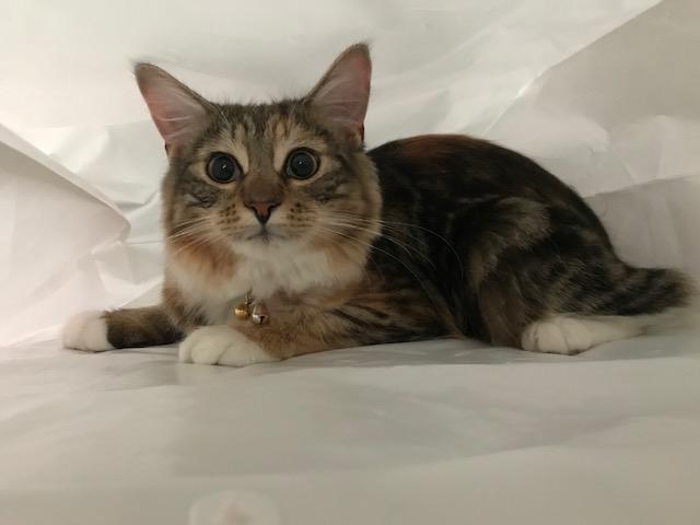 わんにゃんサイトの猫の写真