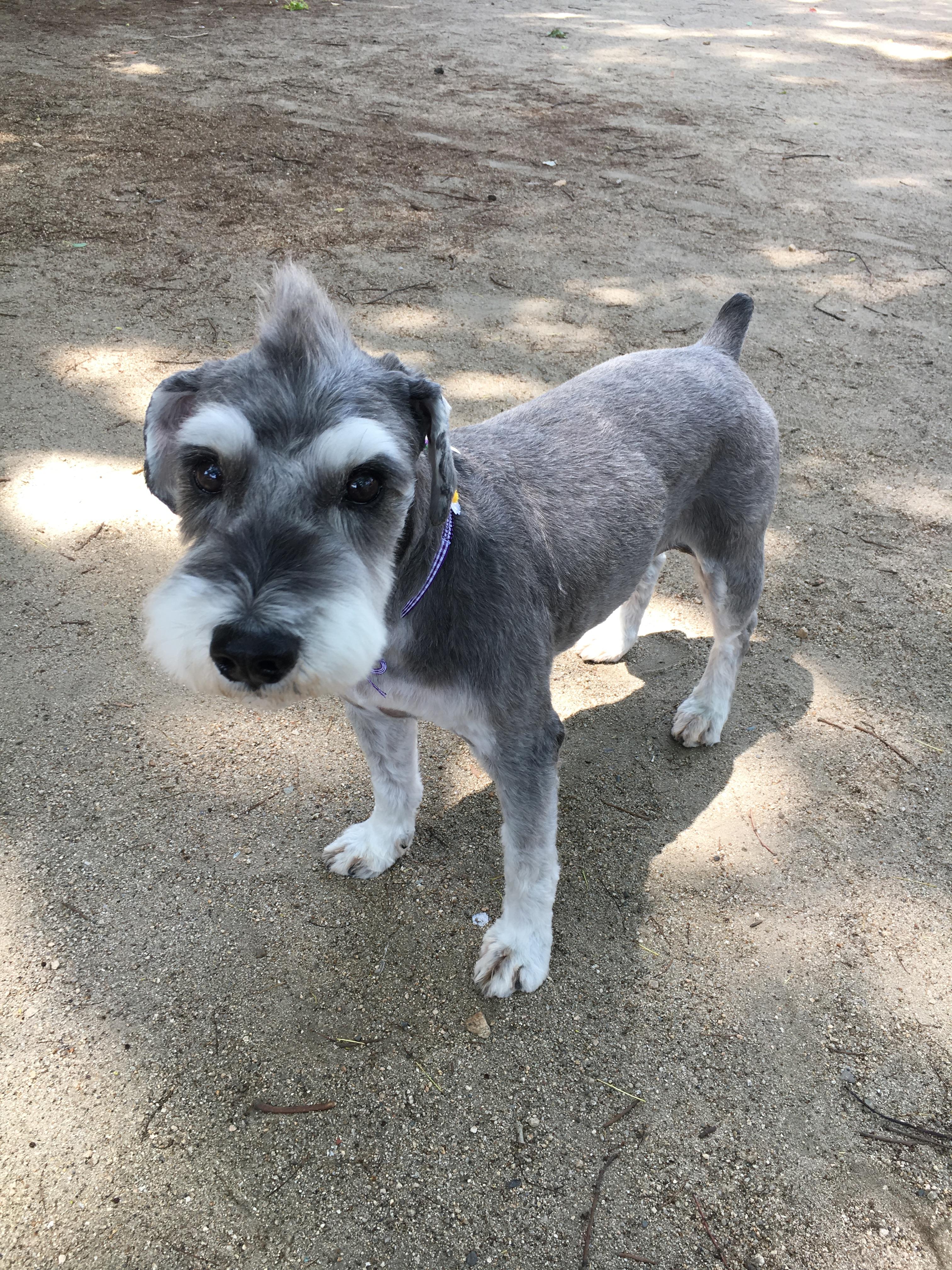 わんにゃんサイトの犬の写真