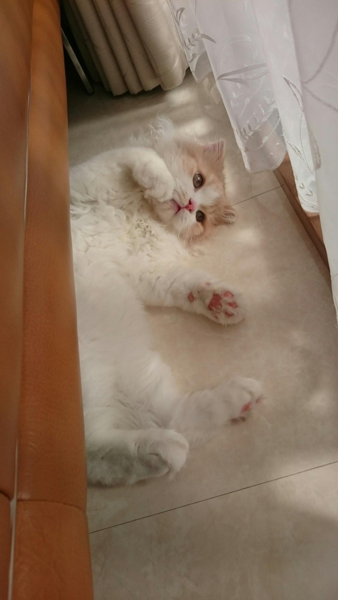 わんにゃんサイトの猫の写真