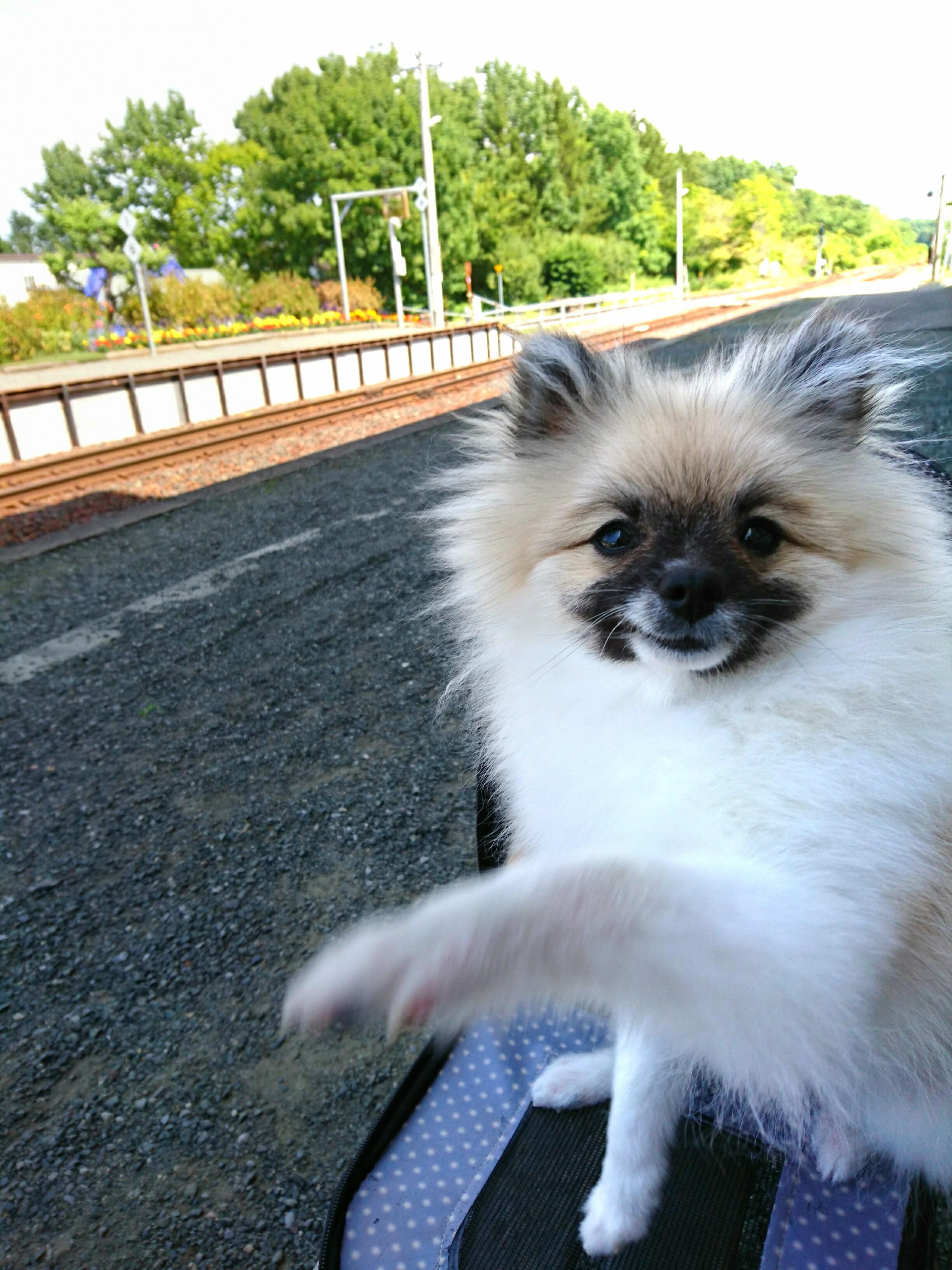 わんにゃんサイトの犬の写真