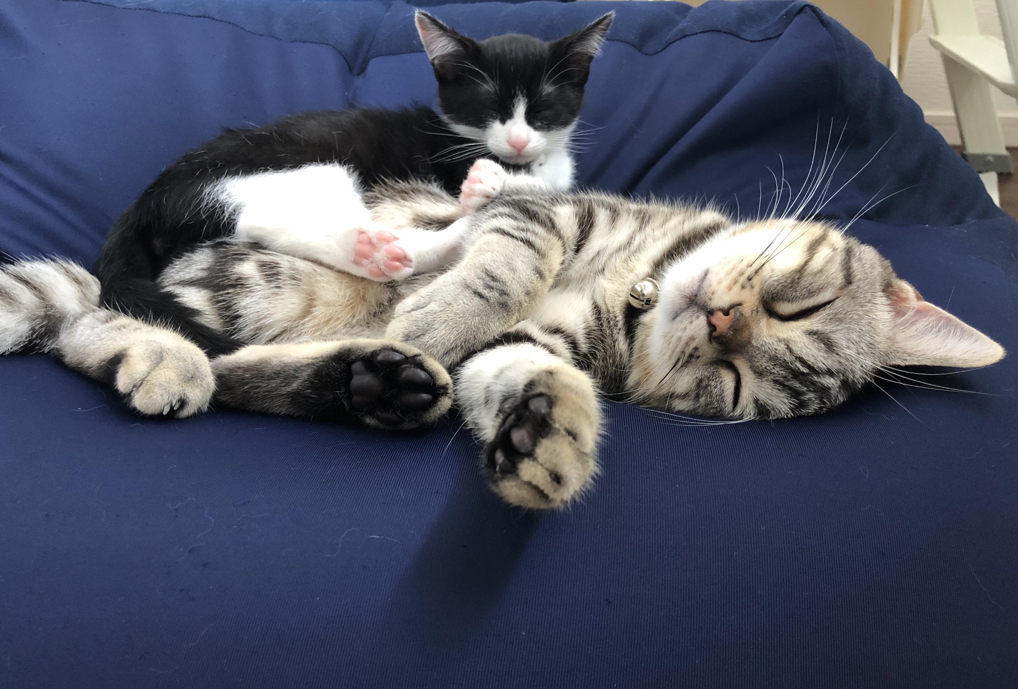 わんにゃんサイトの猫の写真