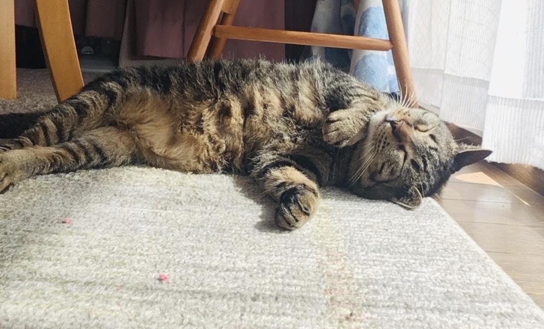 わんにゃんサイトの猫の写真