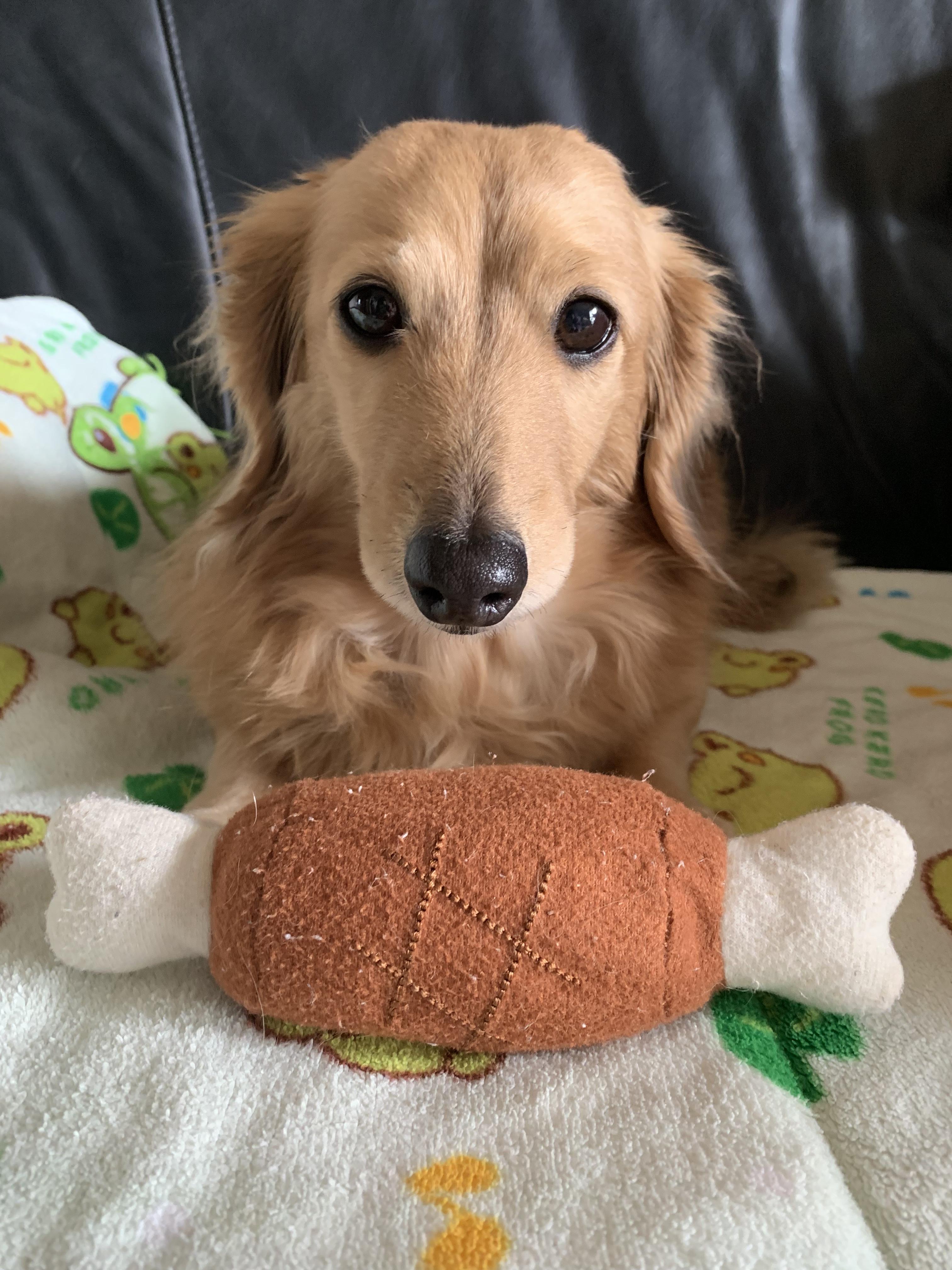 わんにゃんサイトの犬の写真