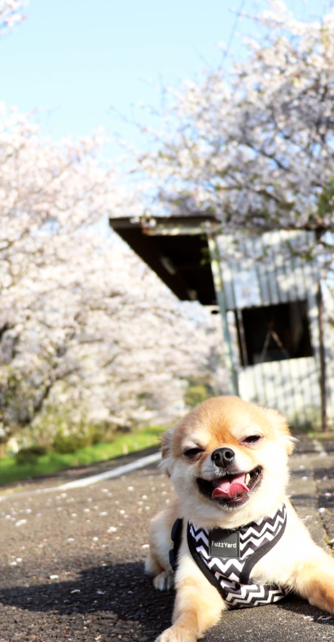 わんにゃんサイトの犬の写真