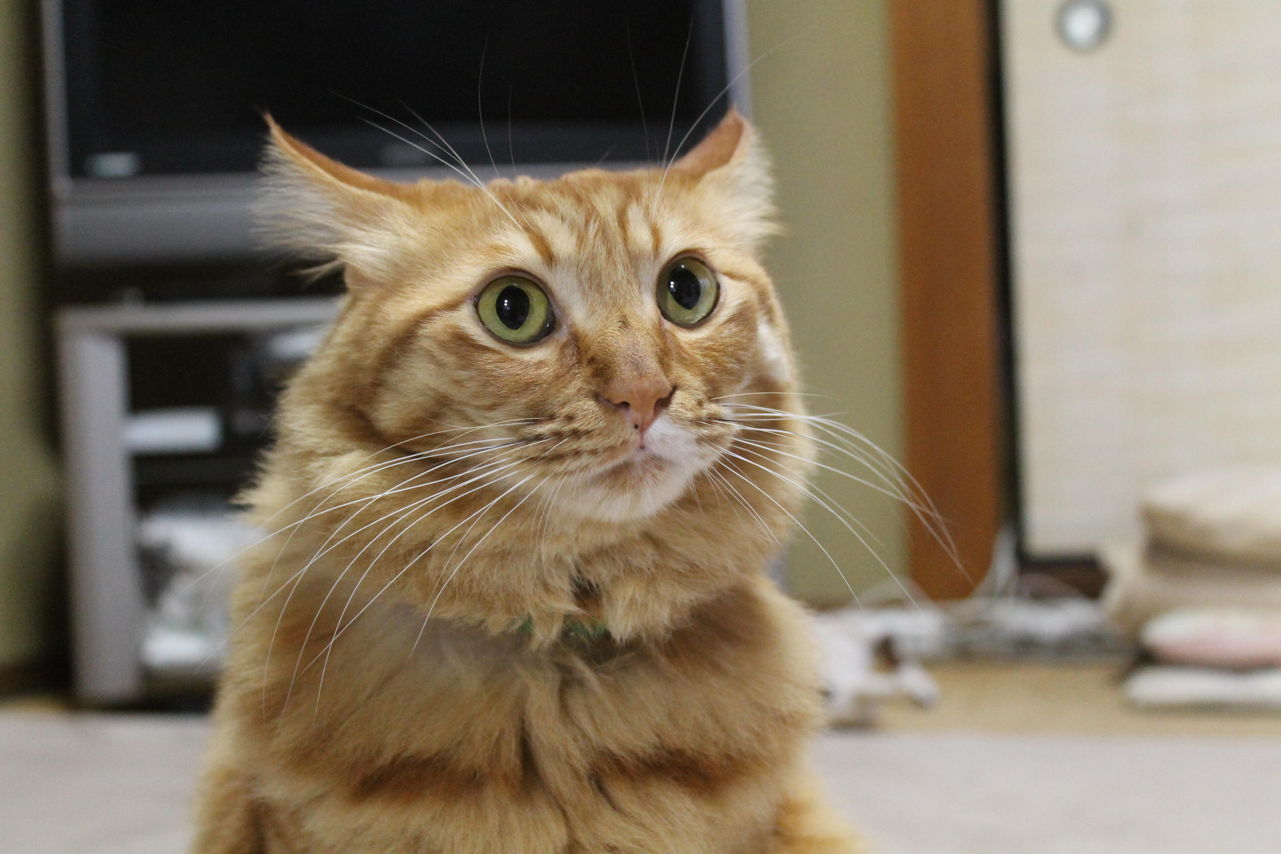 わんにゃんサイトの猫の写真