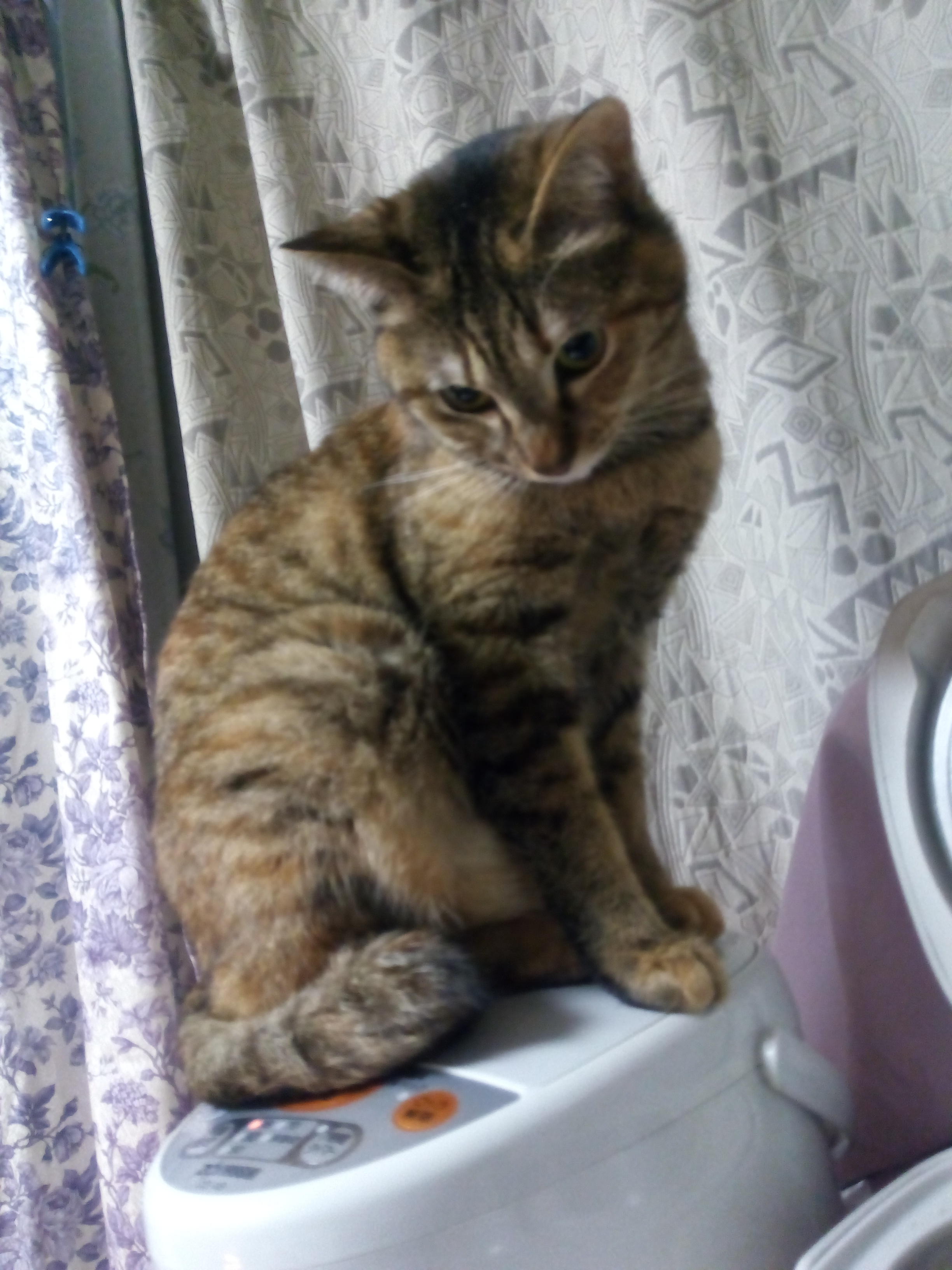 わんにゃんサイトの猫の写真