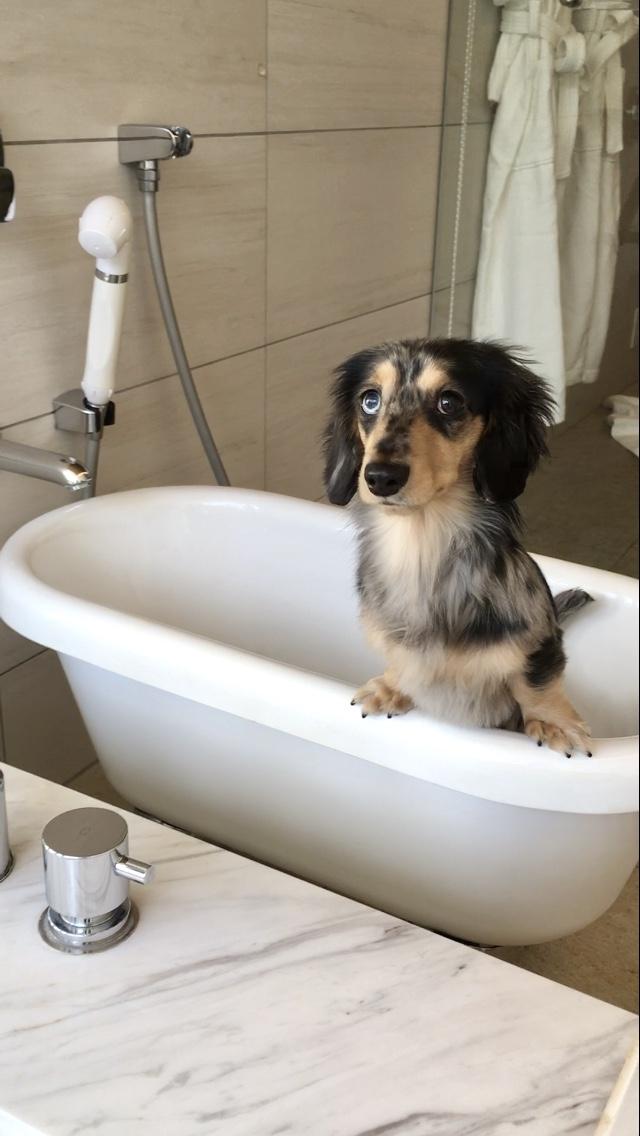 わんにゃんサイトの犬の写真