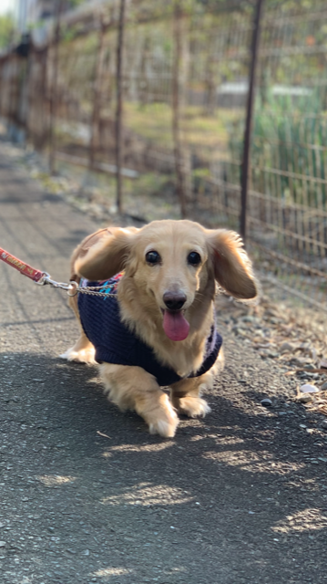 わんにゃんサイトの犬の写真