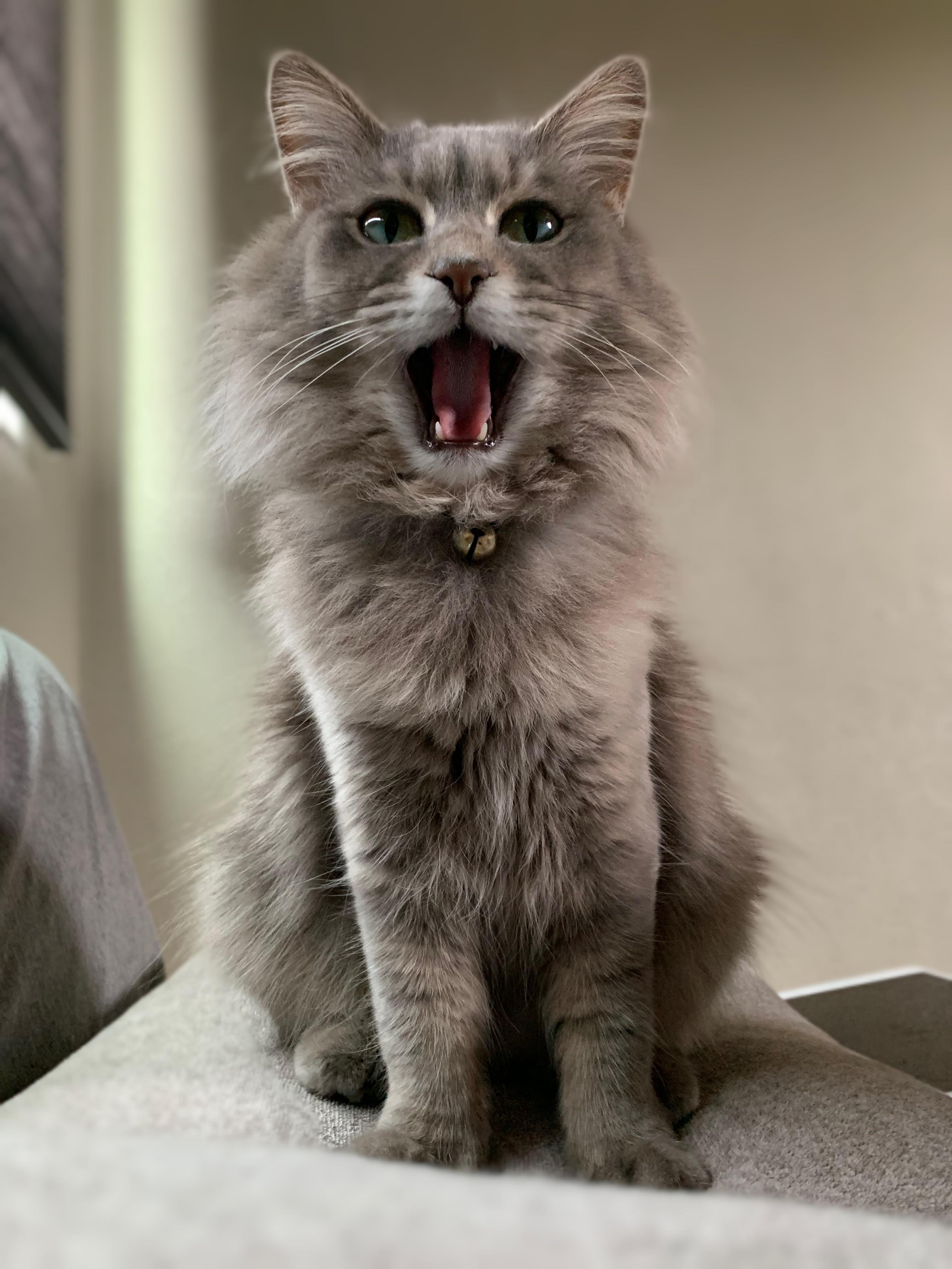 わんにゃんサイトの猫の写真