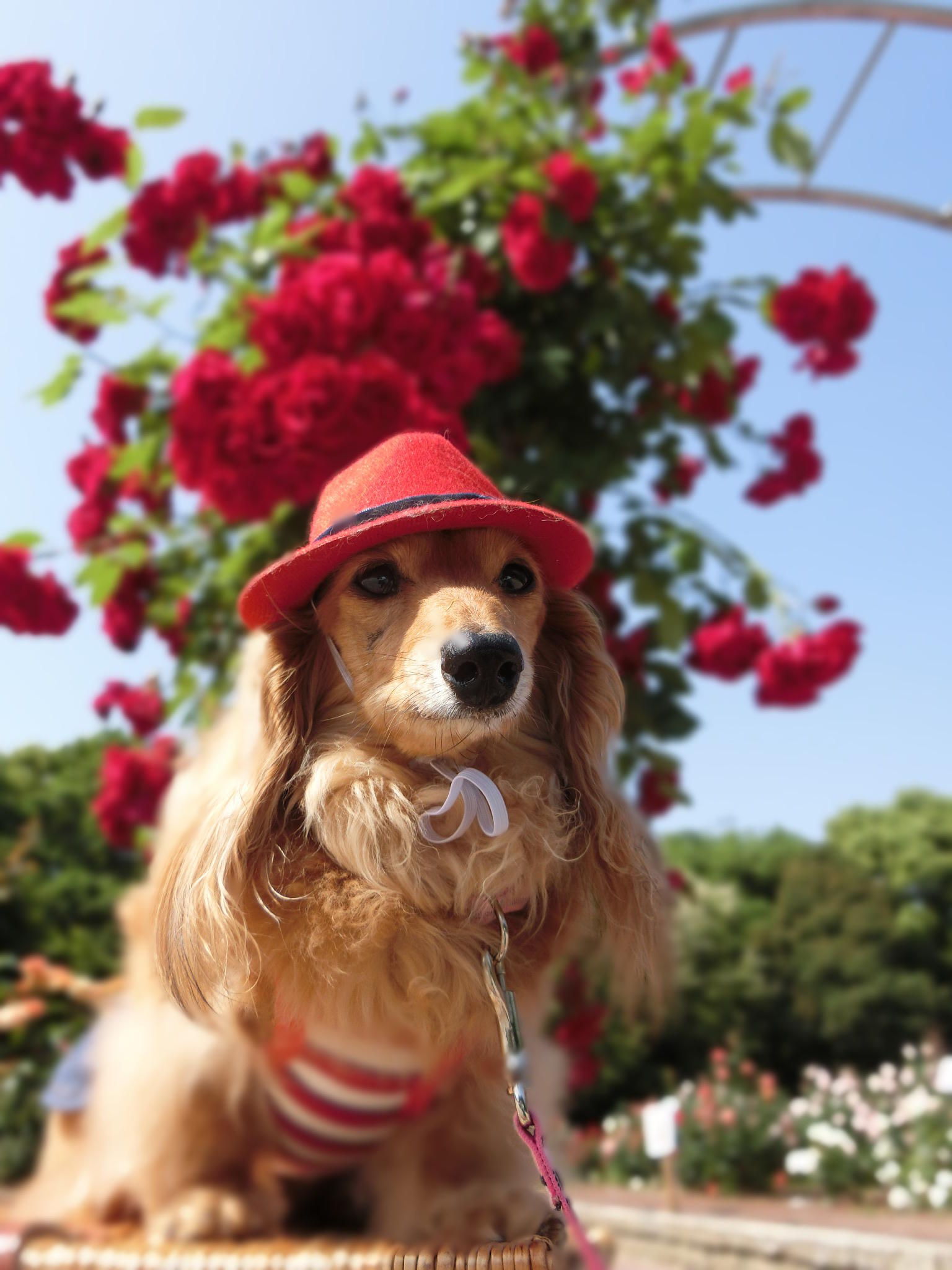 わんにゃんサイトの犬の写真