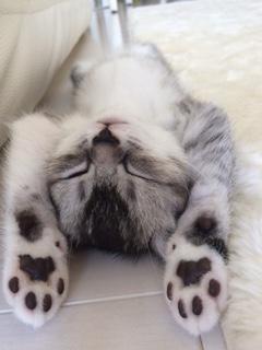 わんにゃんサイトの猫の写真