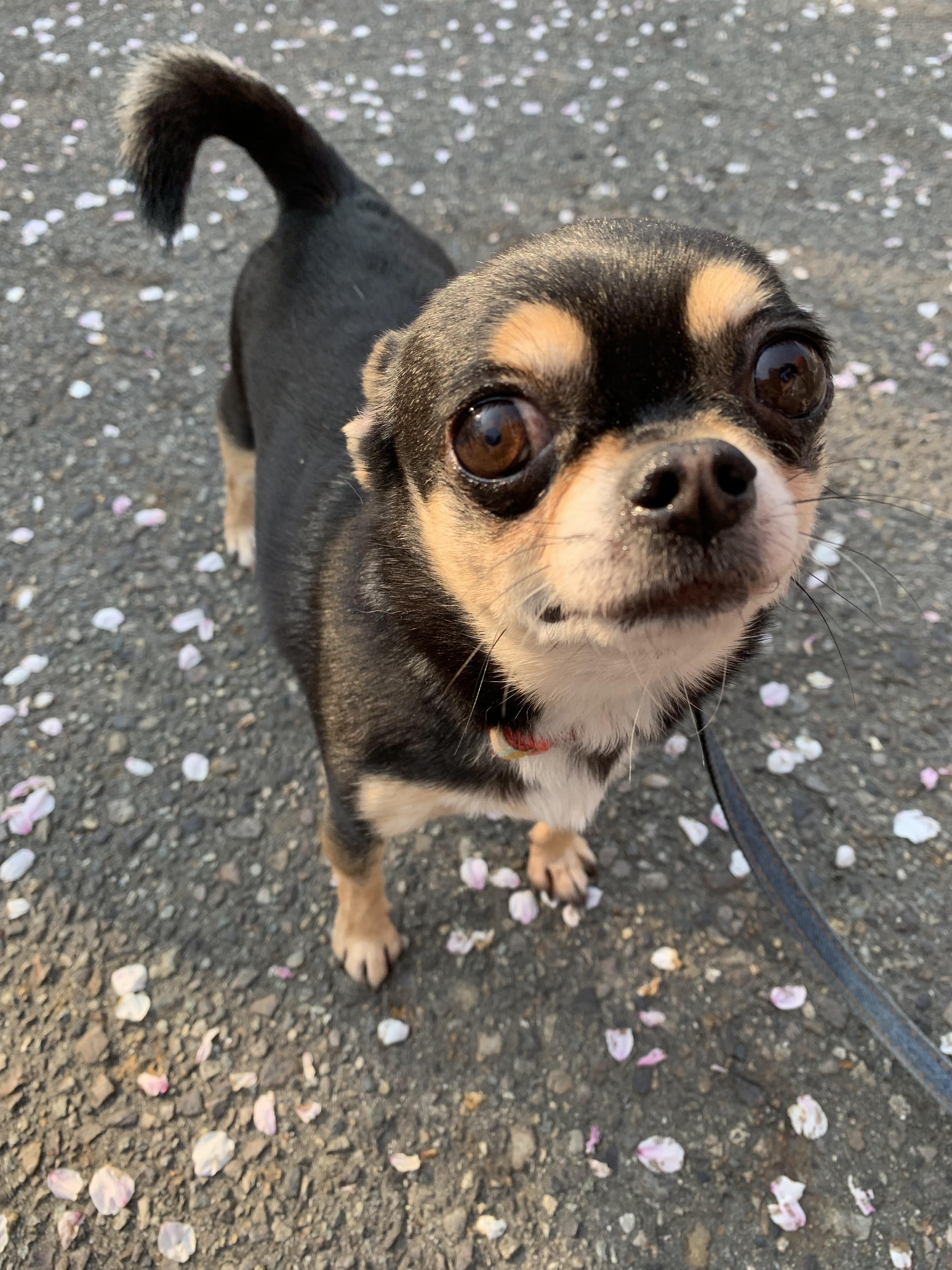 わんにゃんサイトの犬の写真