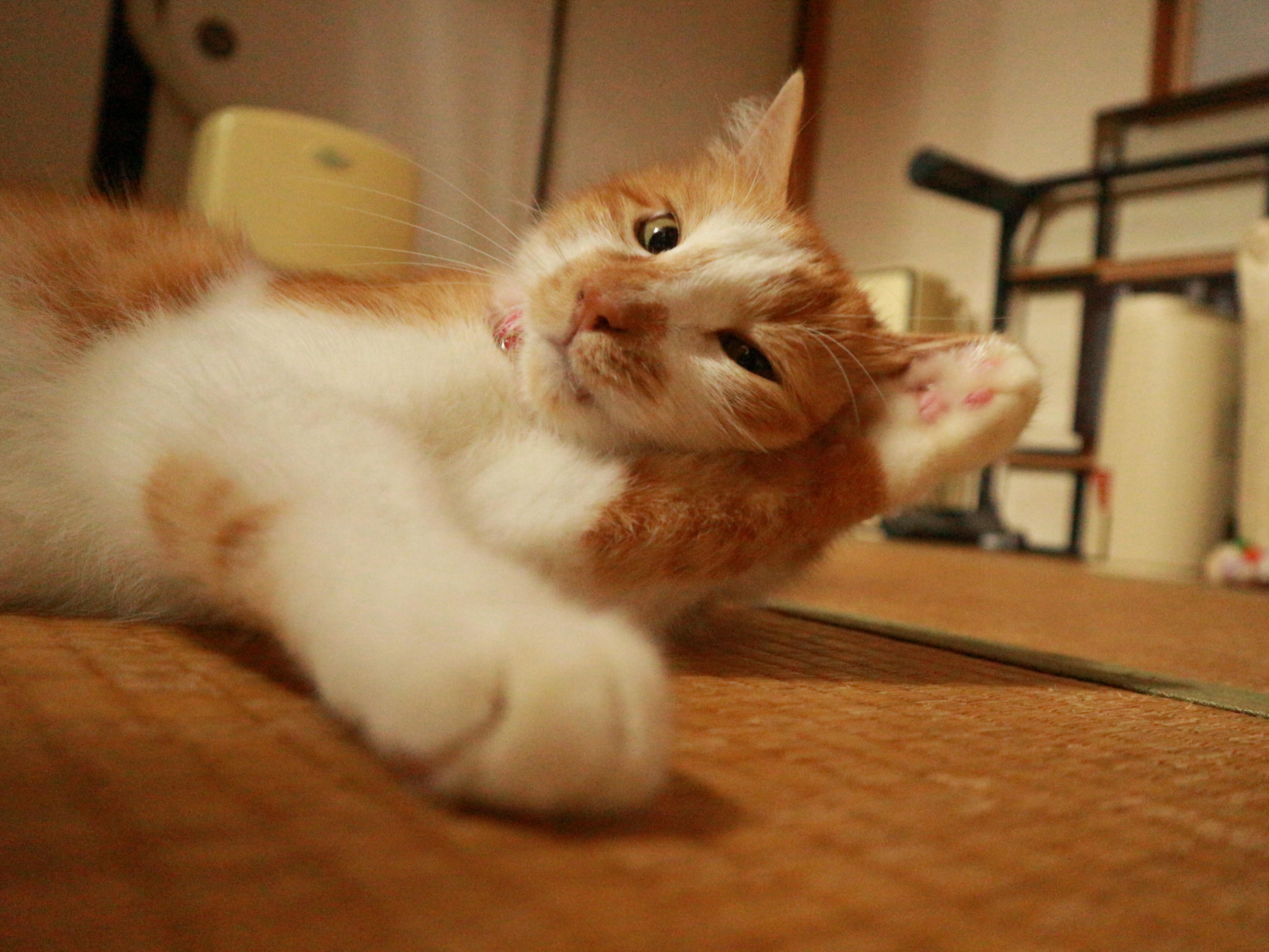 わんにゃんサイトの猫の写真