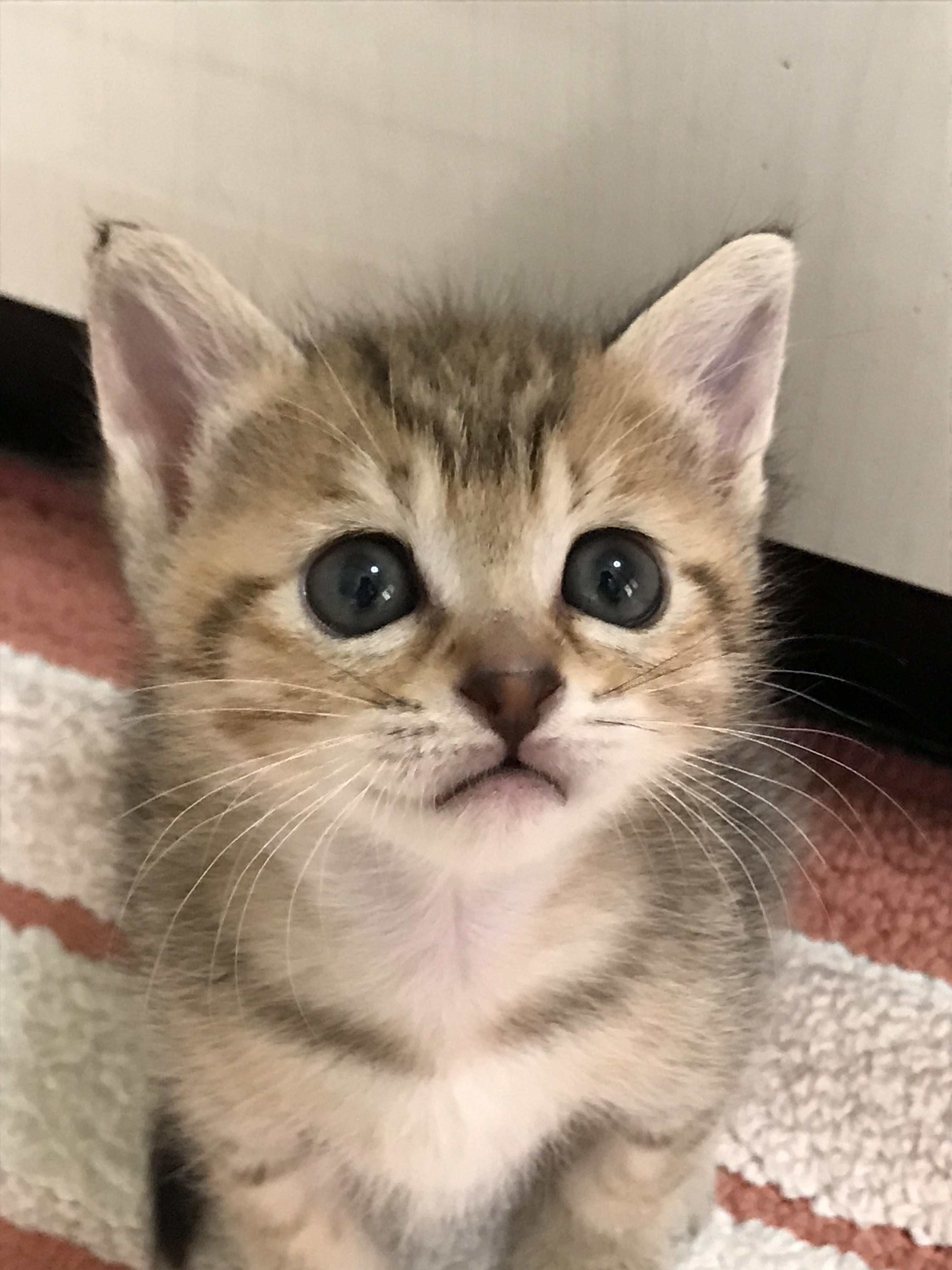 わんにゃんサイトの猫の写真