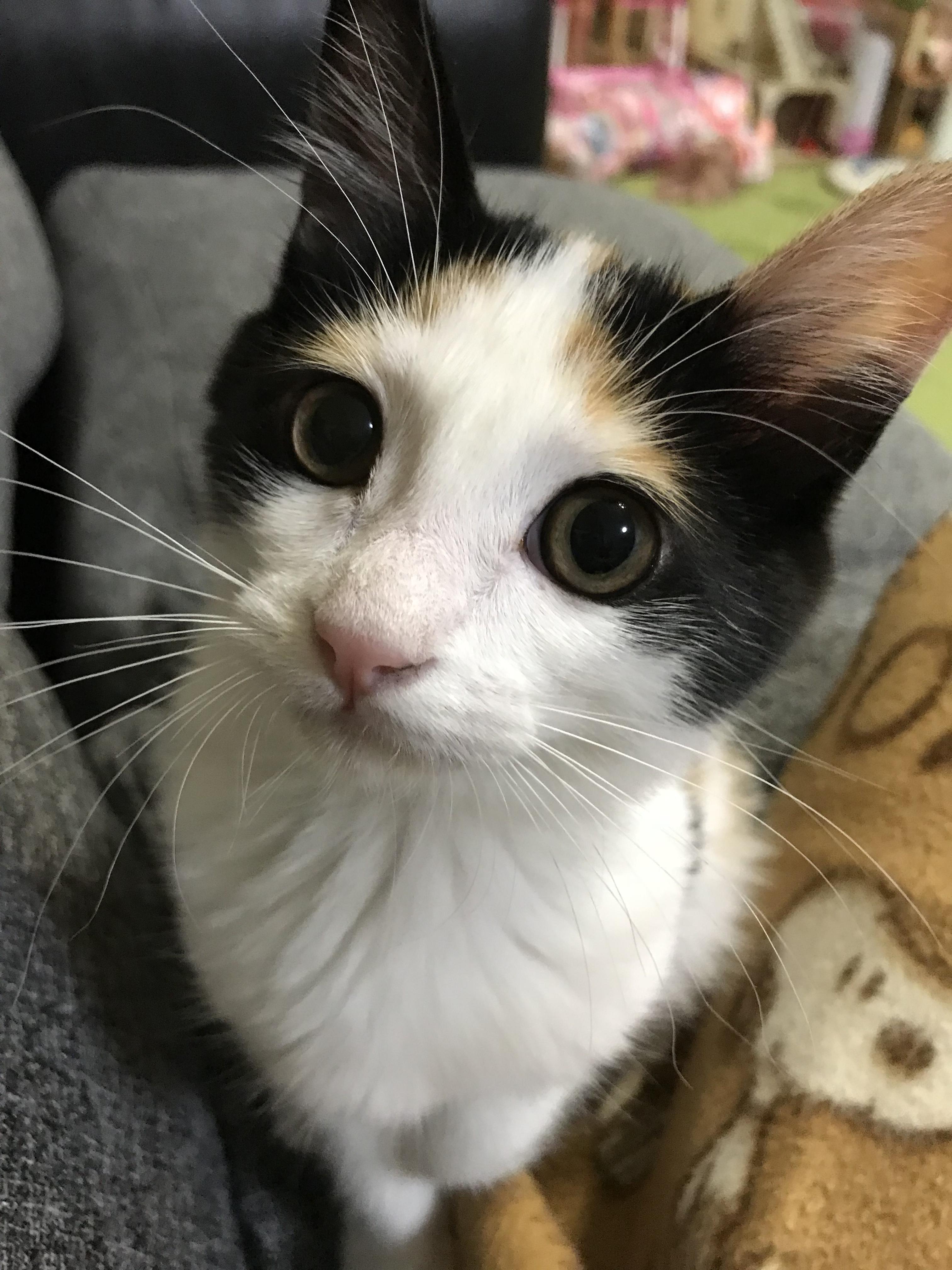 わんにゃんサイトの猫の写真