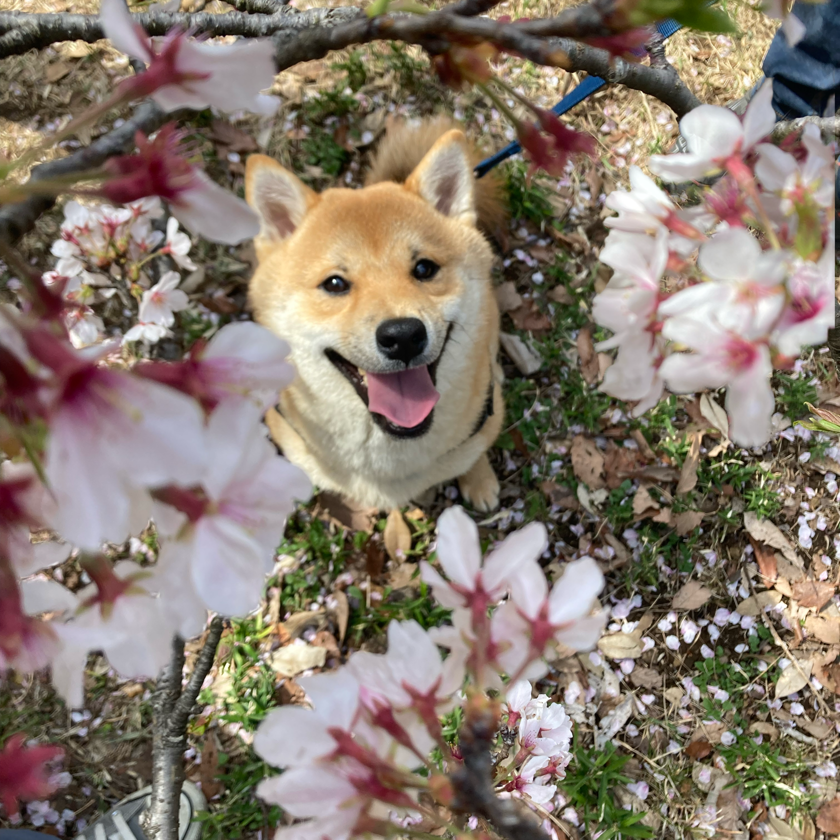 わんにゃんサイトの犬の写真