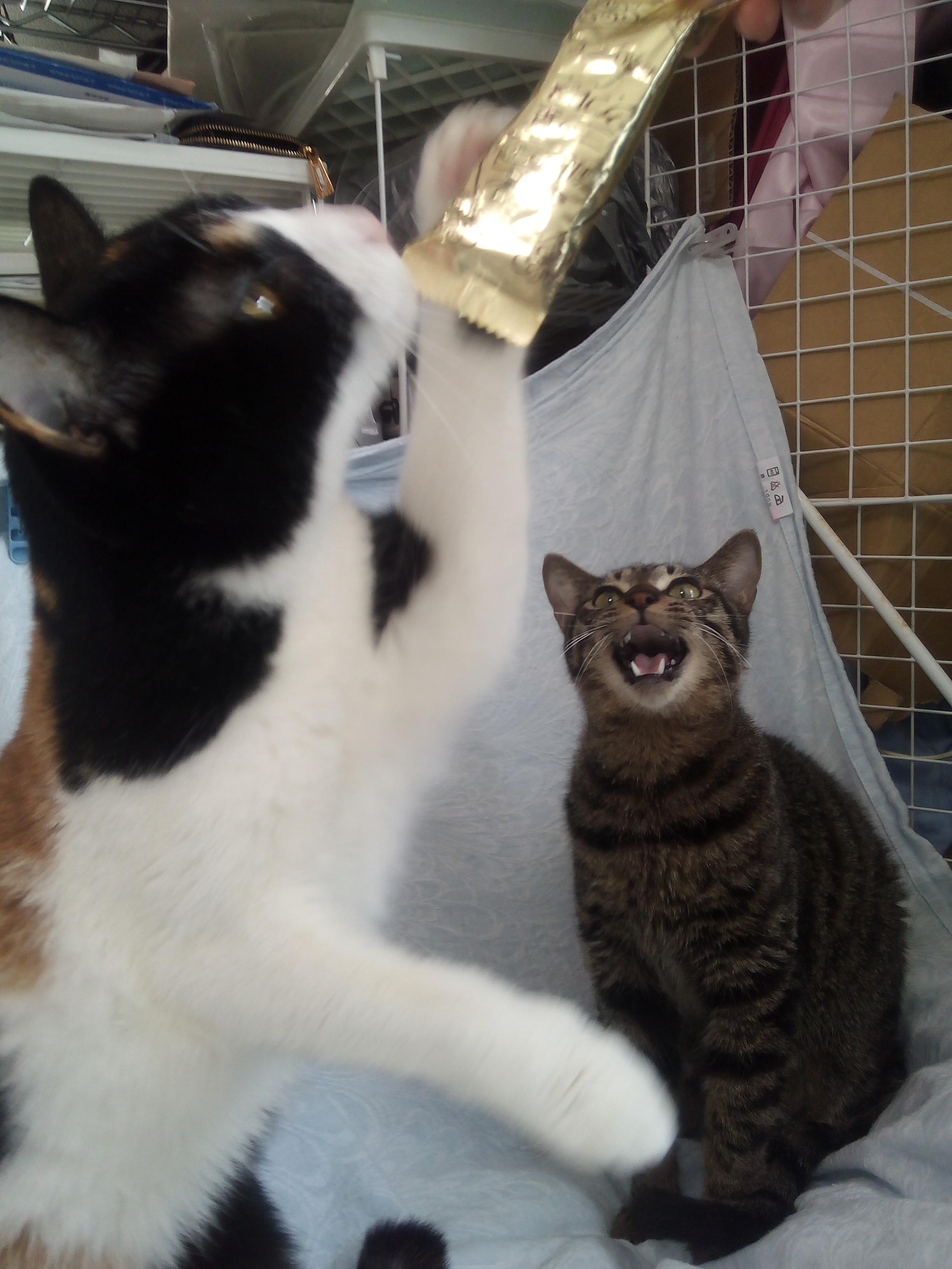 わんにゃんサイトの猫の写真