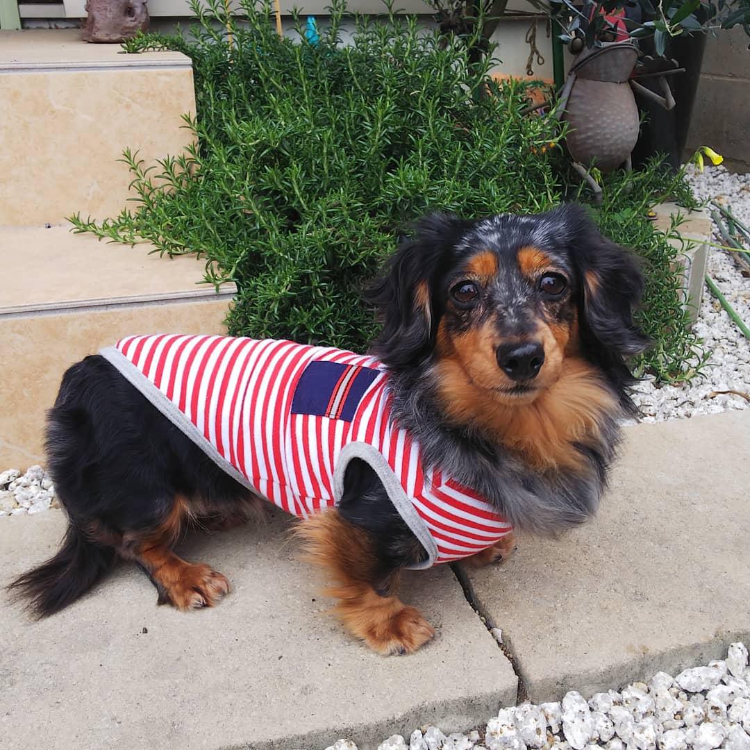 わんにゃんサイトの犬の写真