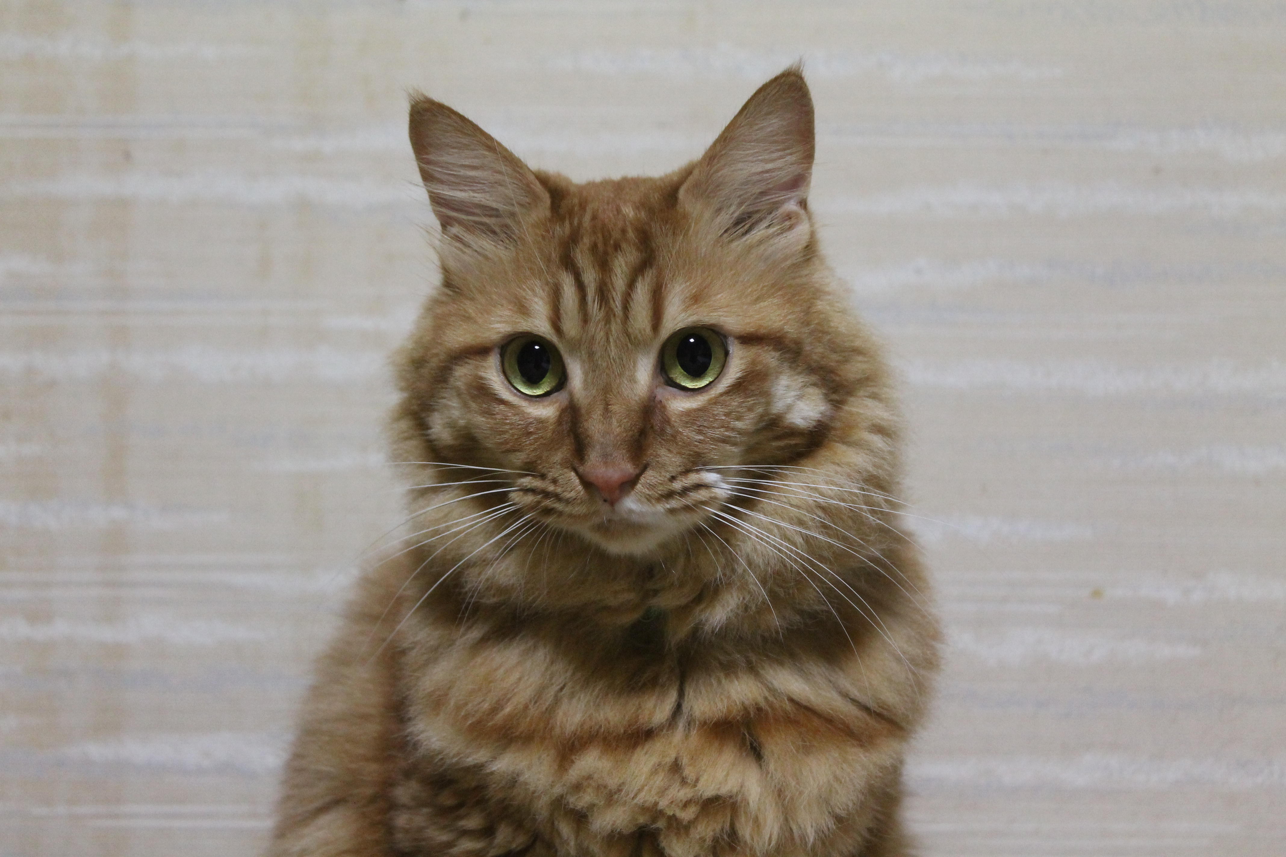 わんにゃんサイトの猫の写真