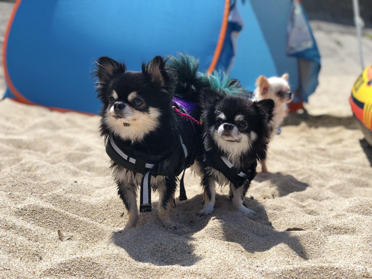 わんにゃんサイトの犬の写真