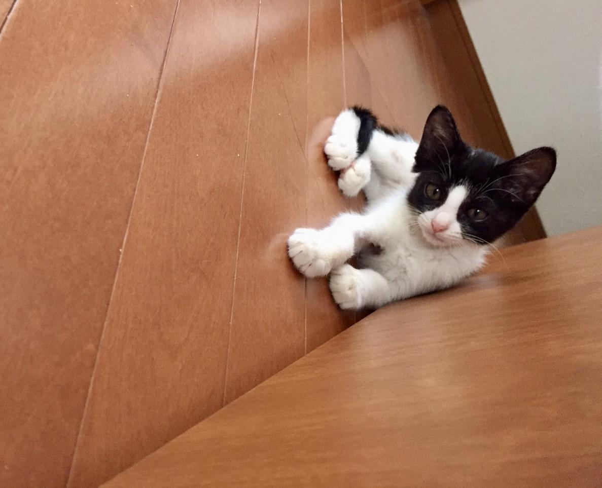 わんにゃんサイトの猫の写真