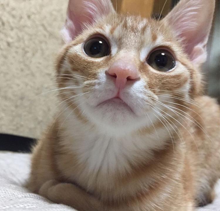 わんにゃんサイトの猫の写真