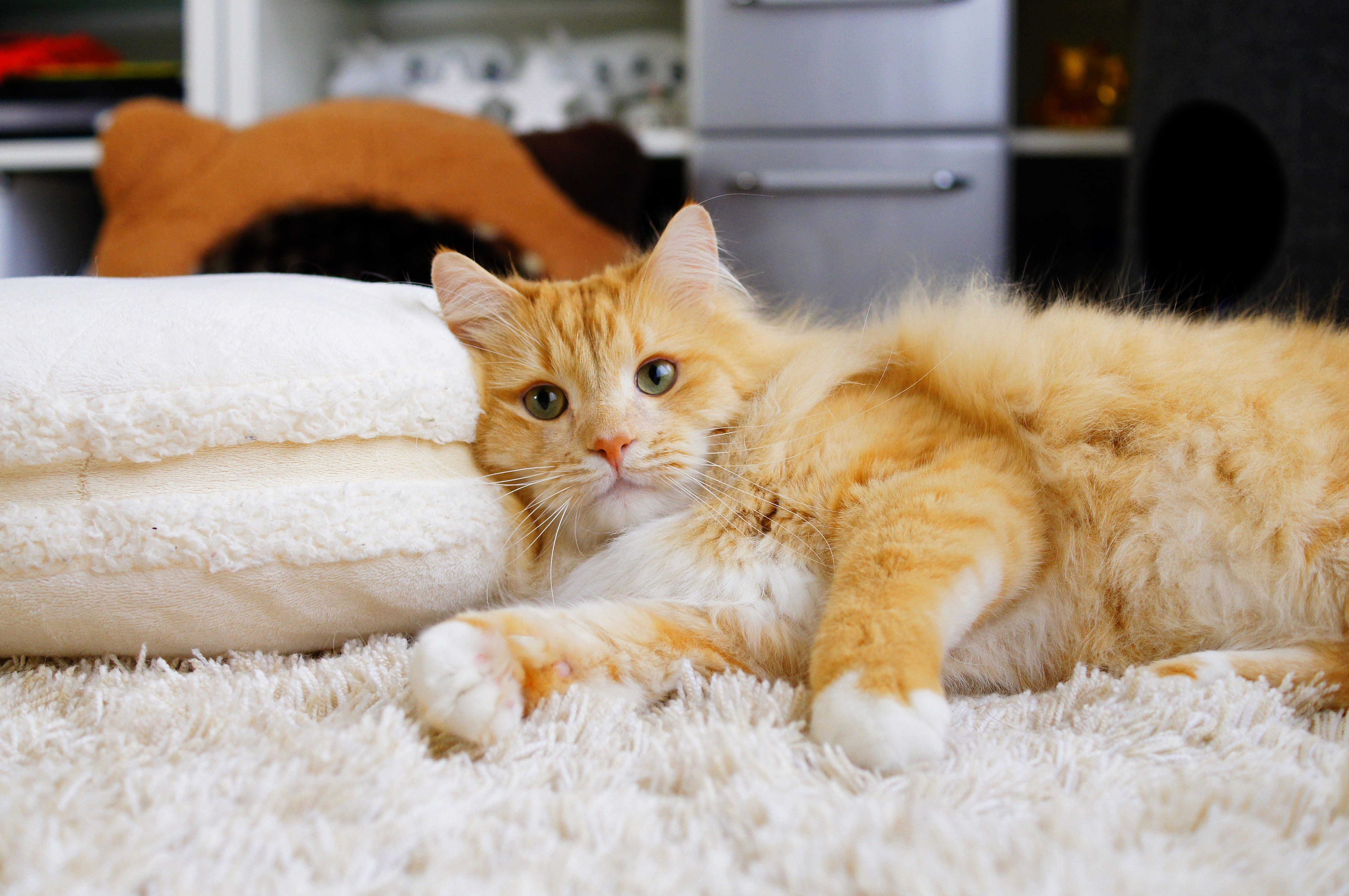 わんにゃんサイトの猫の写真