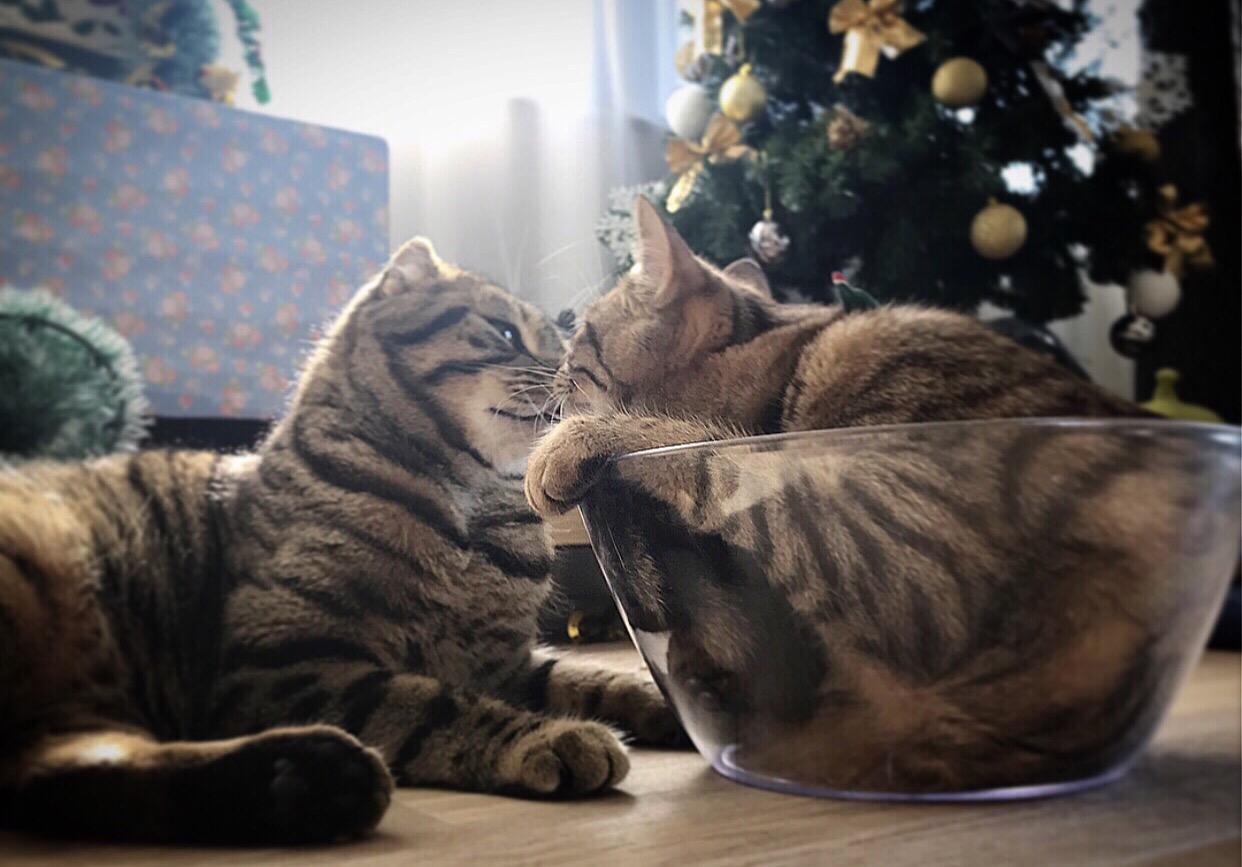 わんにゃんサイトの猫の写真