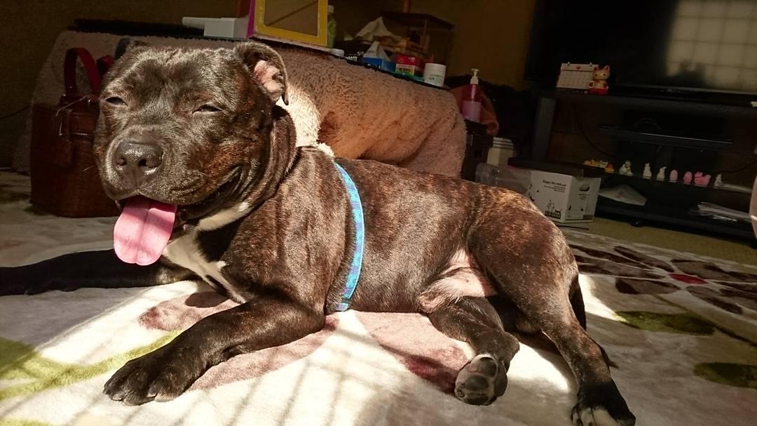 わんにゃんサイトの犬の写真