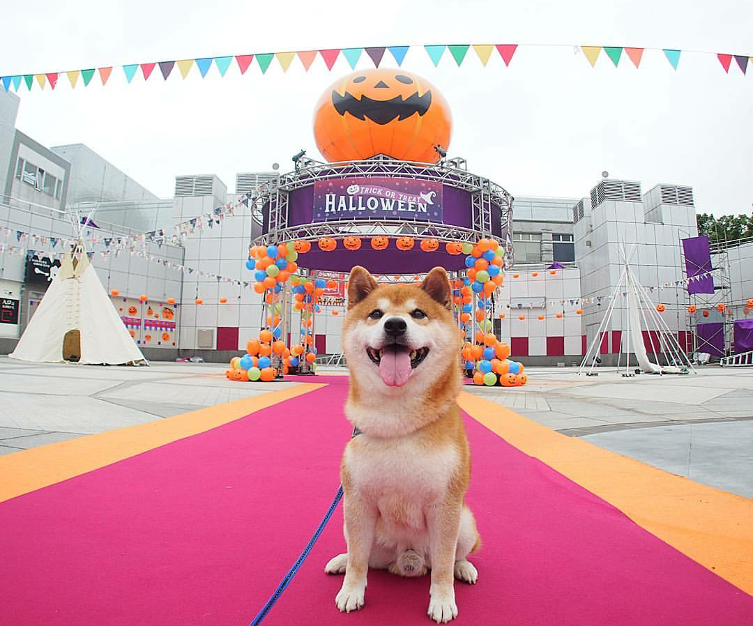 わんにゃんサイトの犬の写真