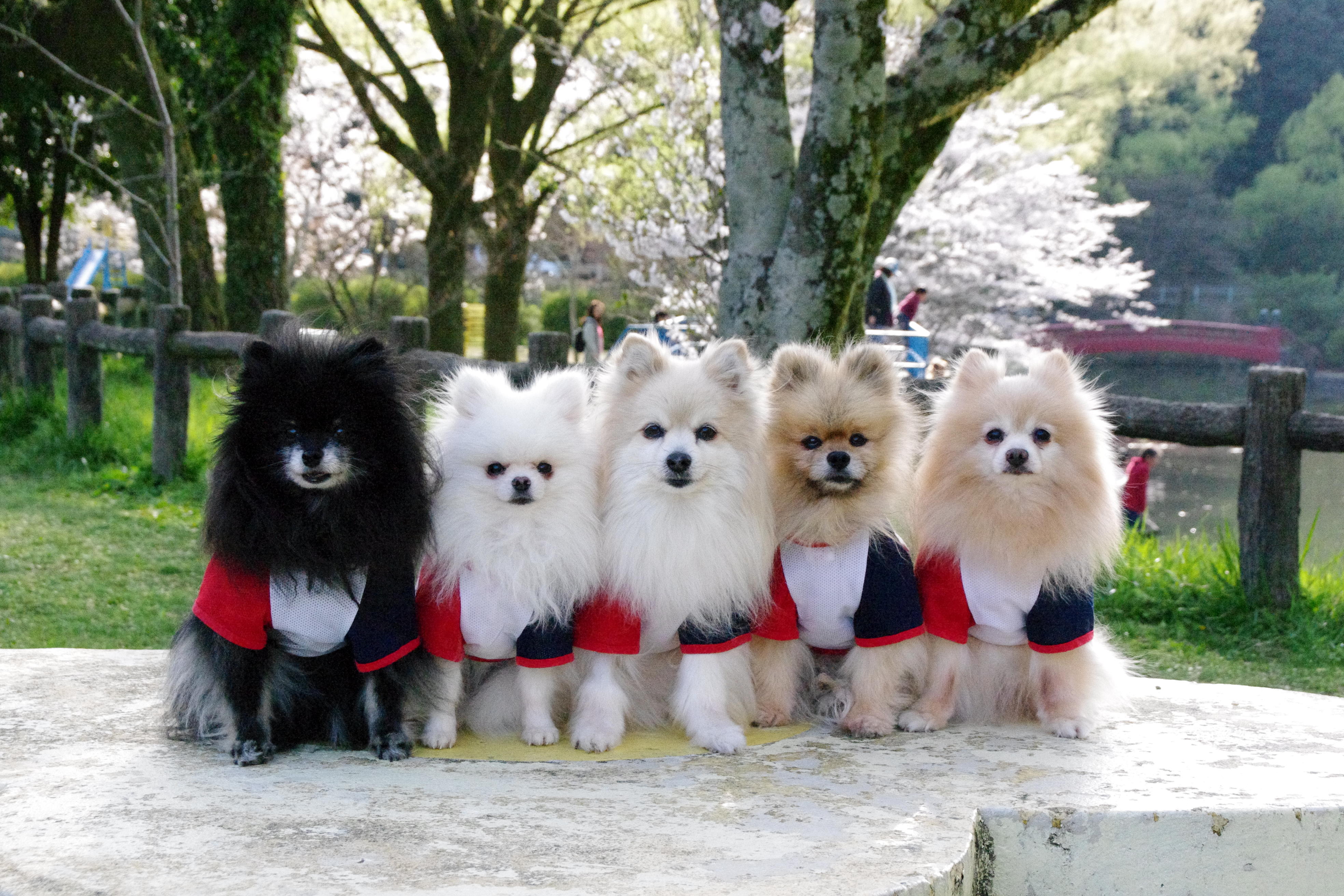 わんにゃんサイトの犬の写真