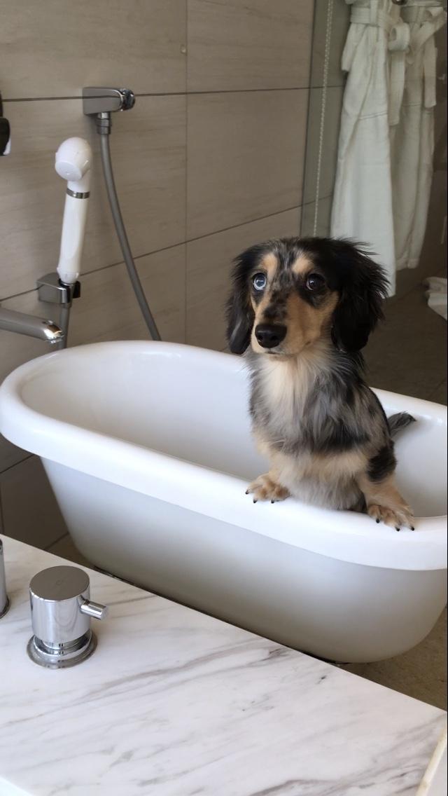 わんにゃんサイトの犬の写真