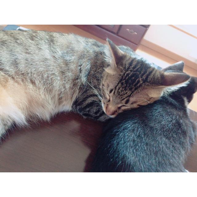 わんにゃんサイトの猫の写真