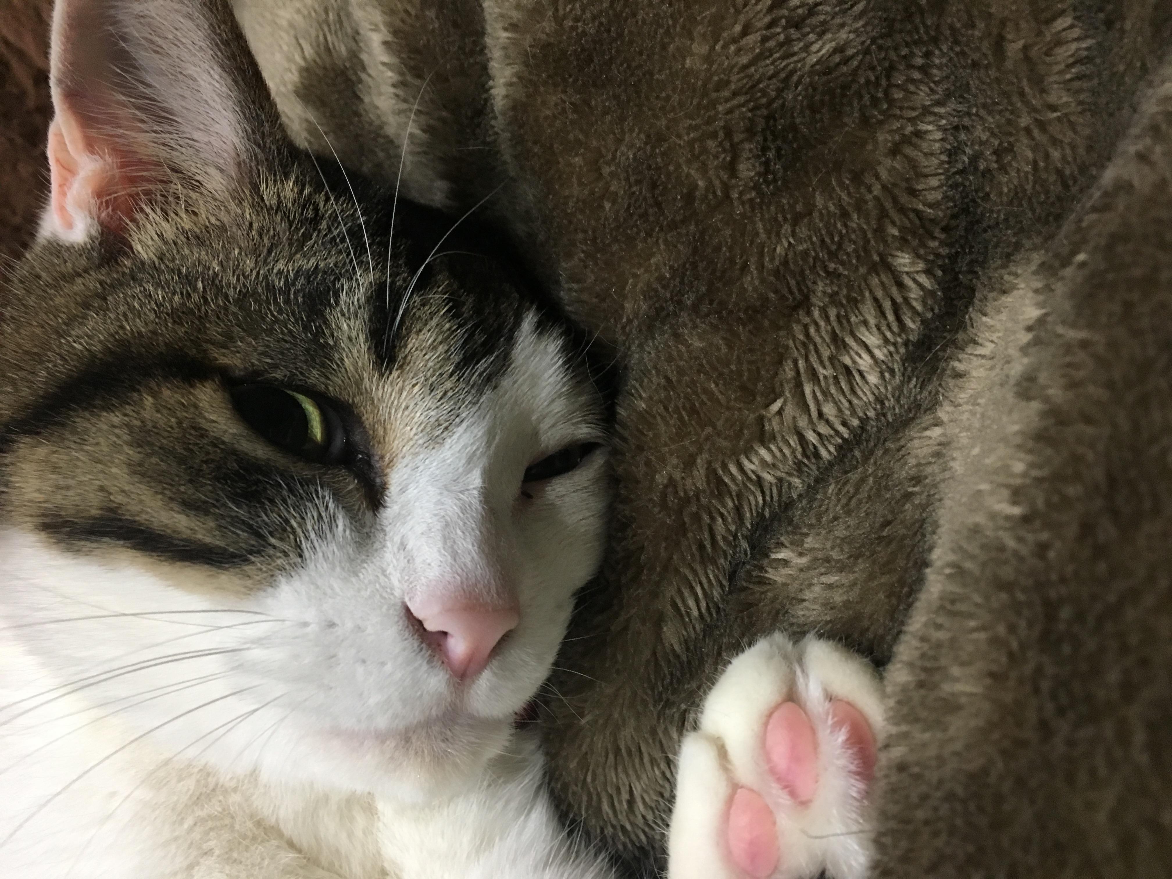 わんにゃんサイトの猫の写真