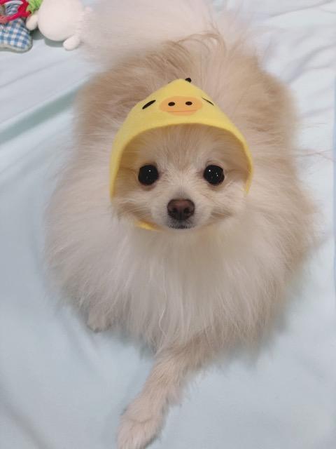 わんにゃんサイトの犬の写真