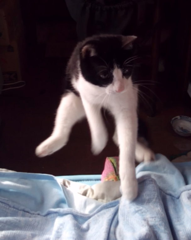 わんにゃんサイトの猫の写真