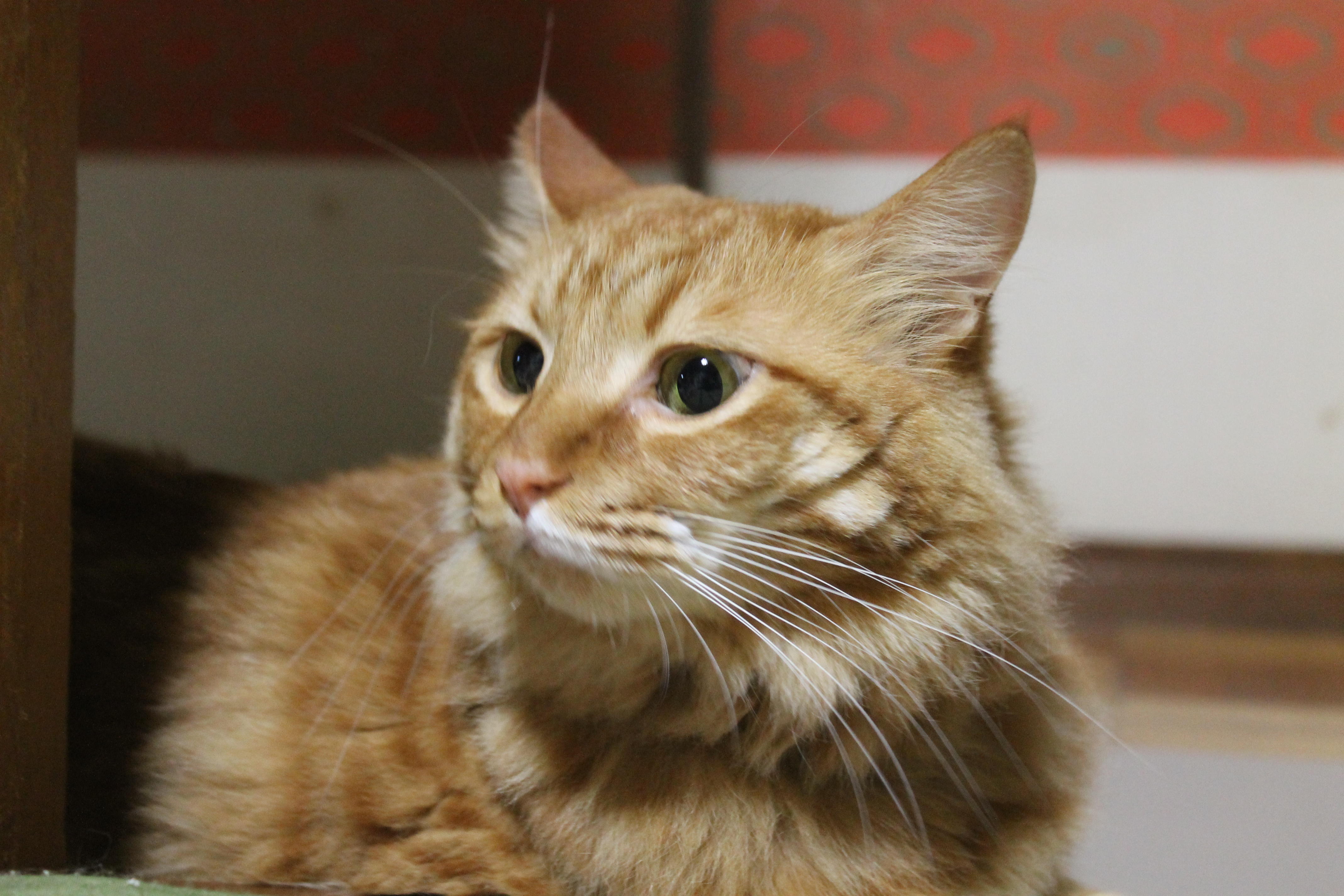 わんにゃんサイトの猫の写真