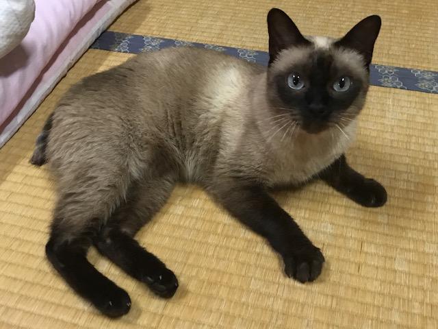 わんにゃんサイトの猫の写真