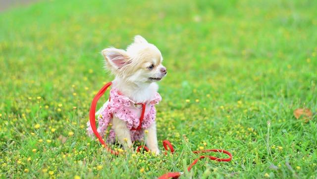 わんにゃんサイトの犬の写真