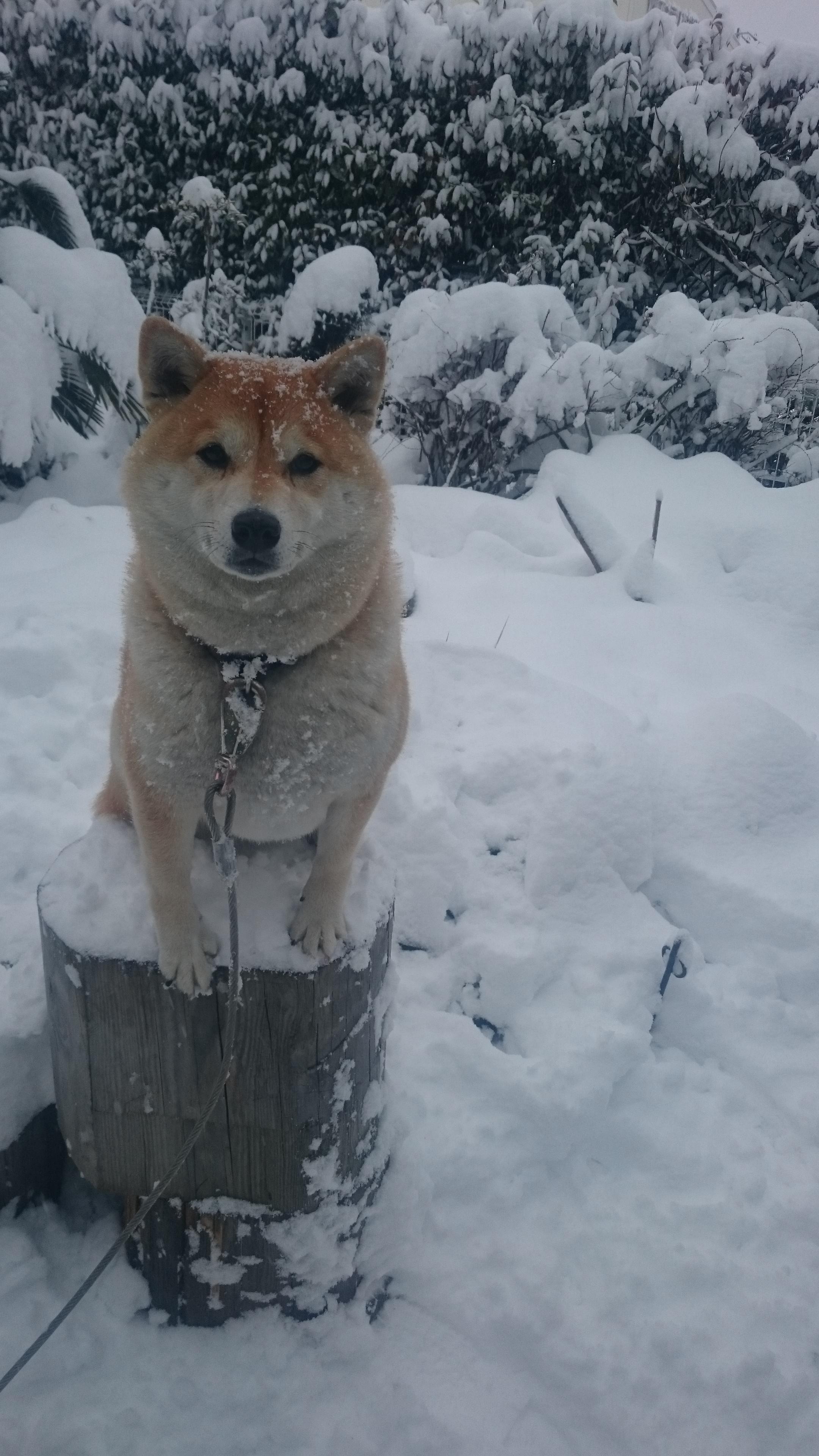 わんにゃんサイトの犬の写真