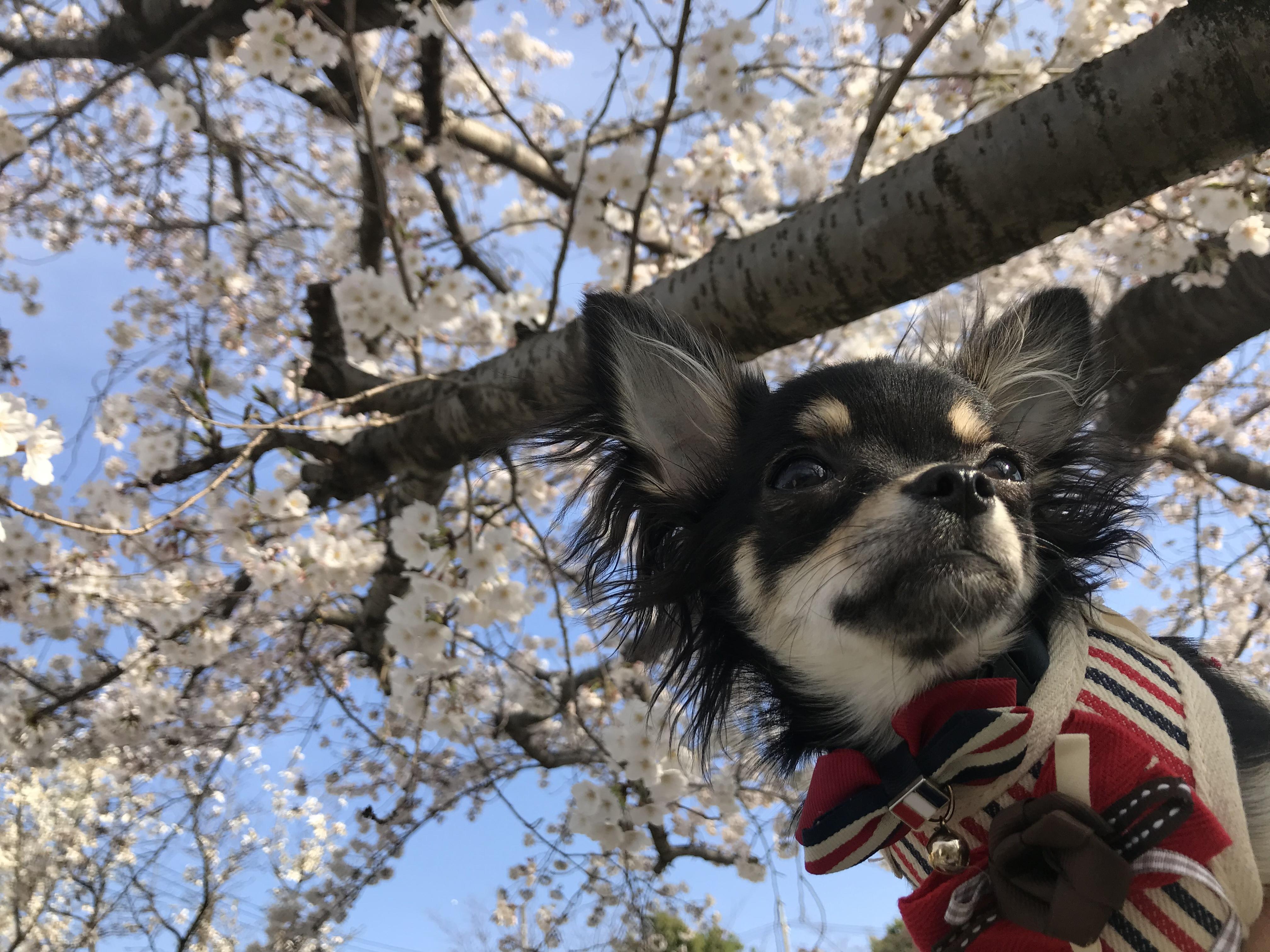 わんにゃんサイトの犬の写真