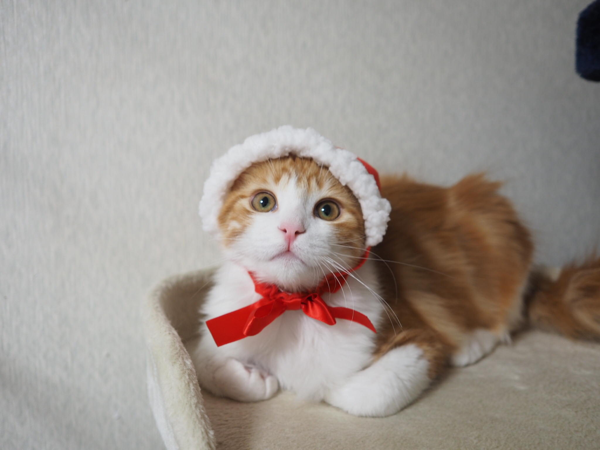 わんにゃんサイトの猫の写真