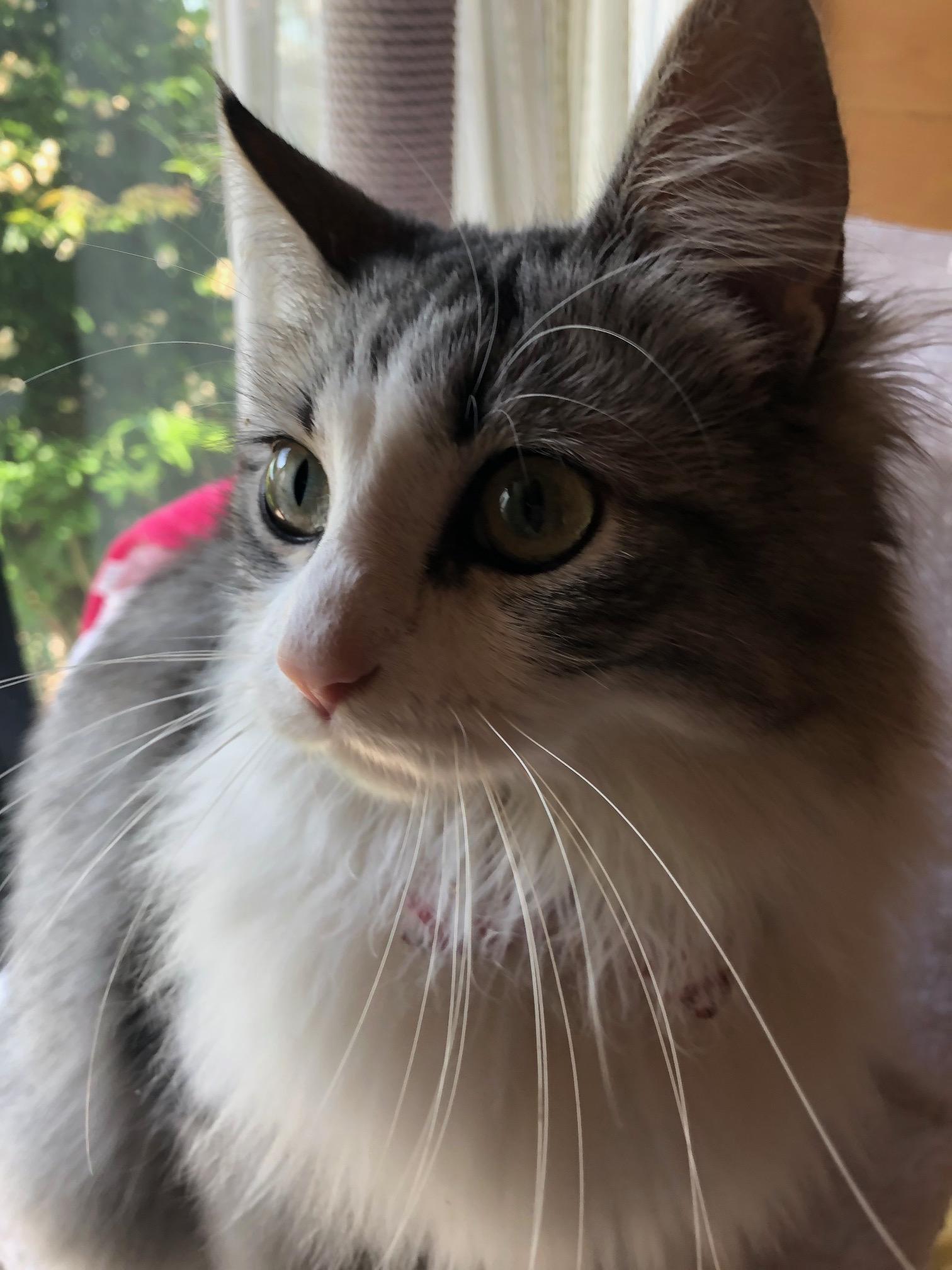 わんにゃんサイトの猫の写真