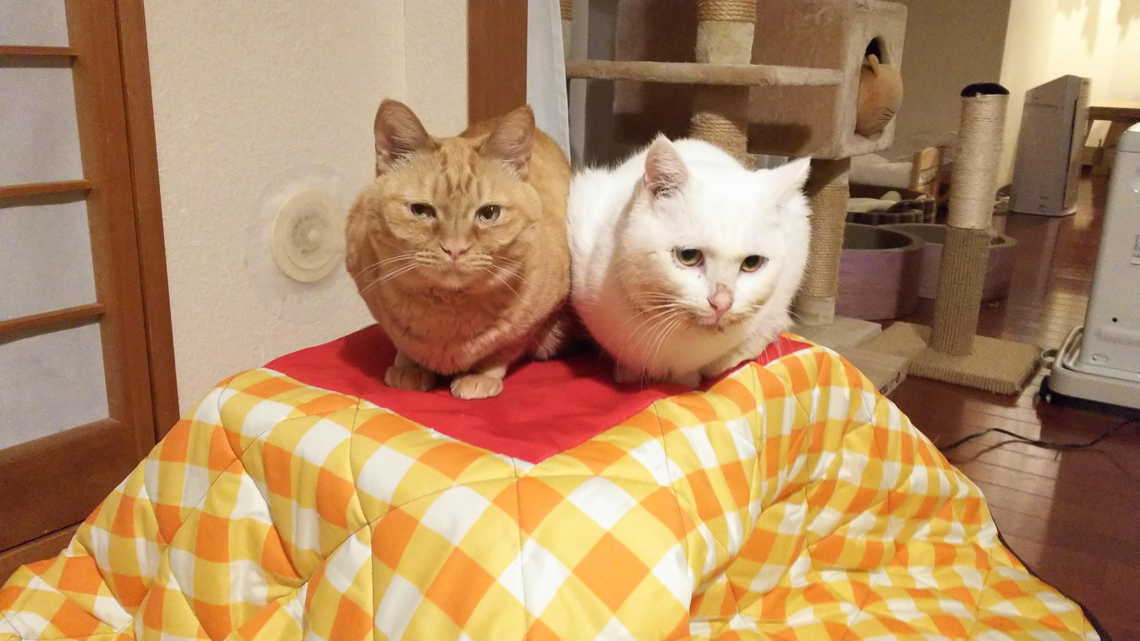 わんにゃんサイトの猫の写真